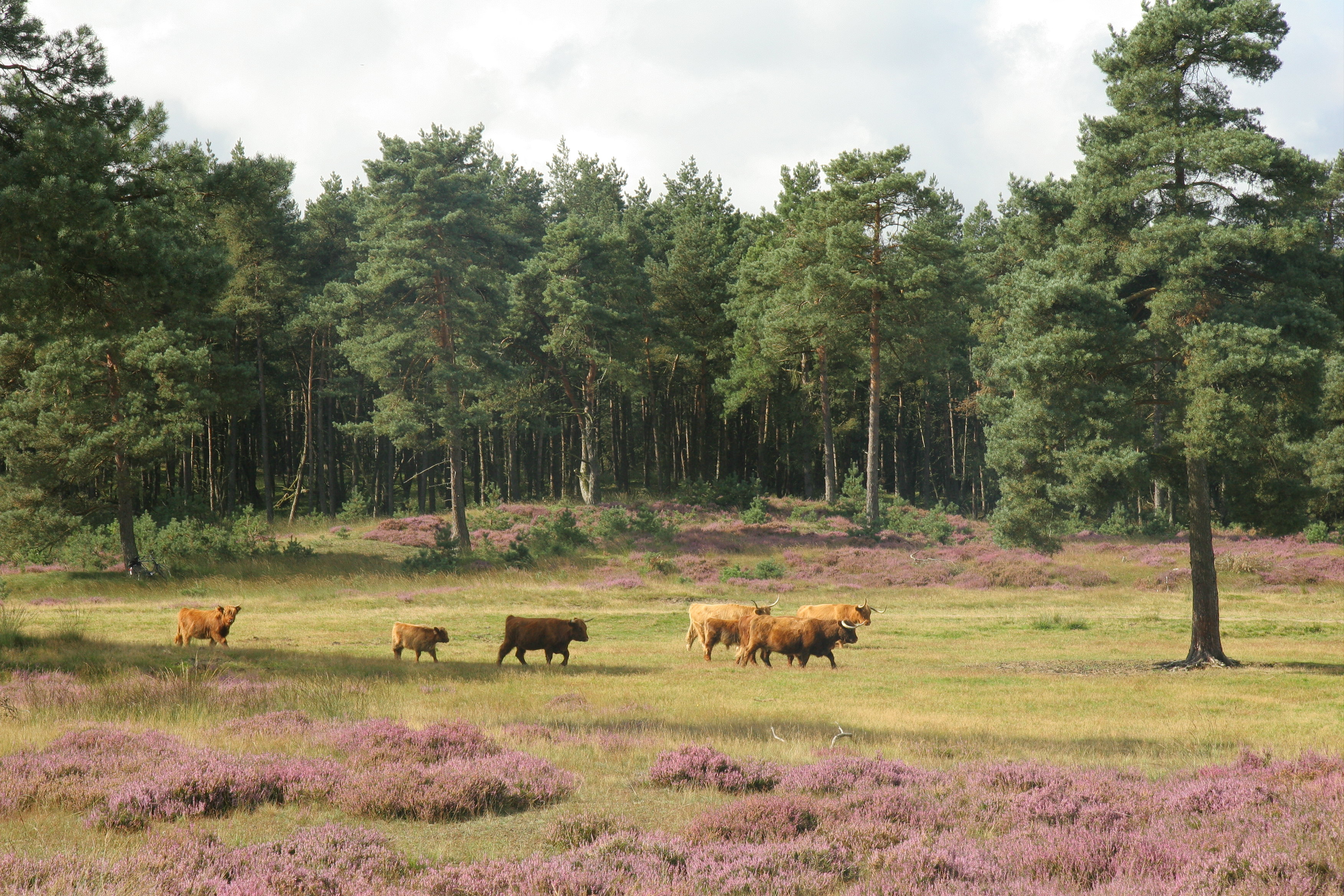 Grazers op de Veluwe