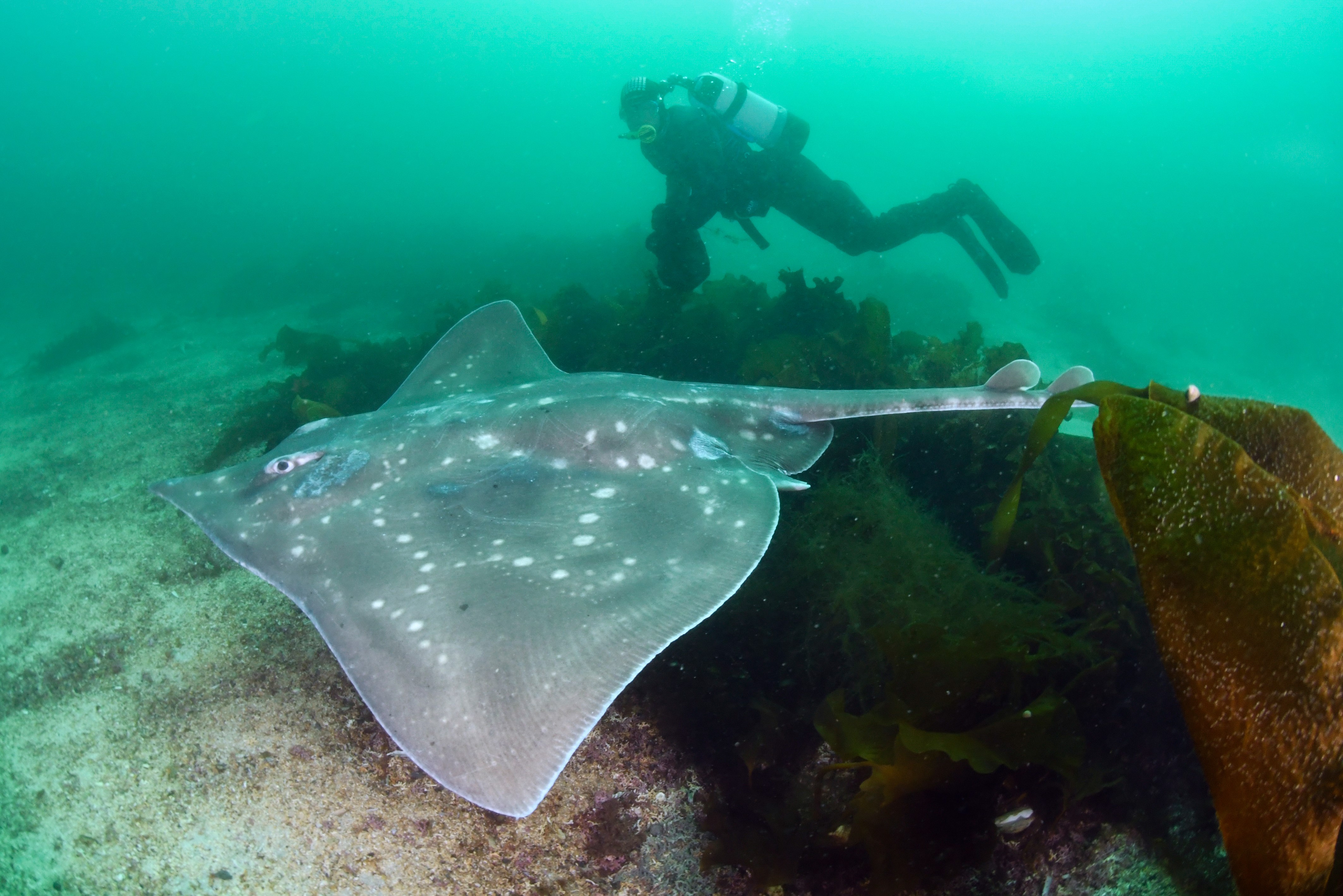 De reusachtige vleet kan meer dan tweeëneenhalve meter lang worden. (Foto: WWF NL / Peter Verhoog)
