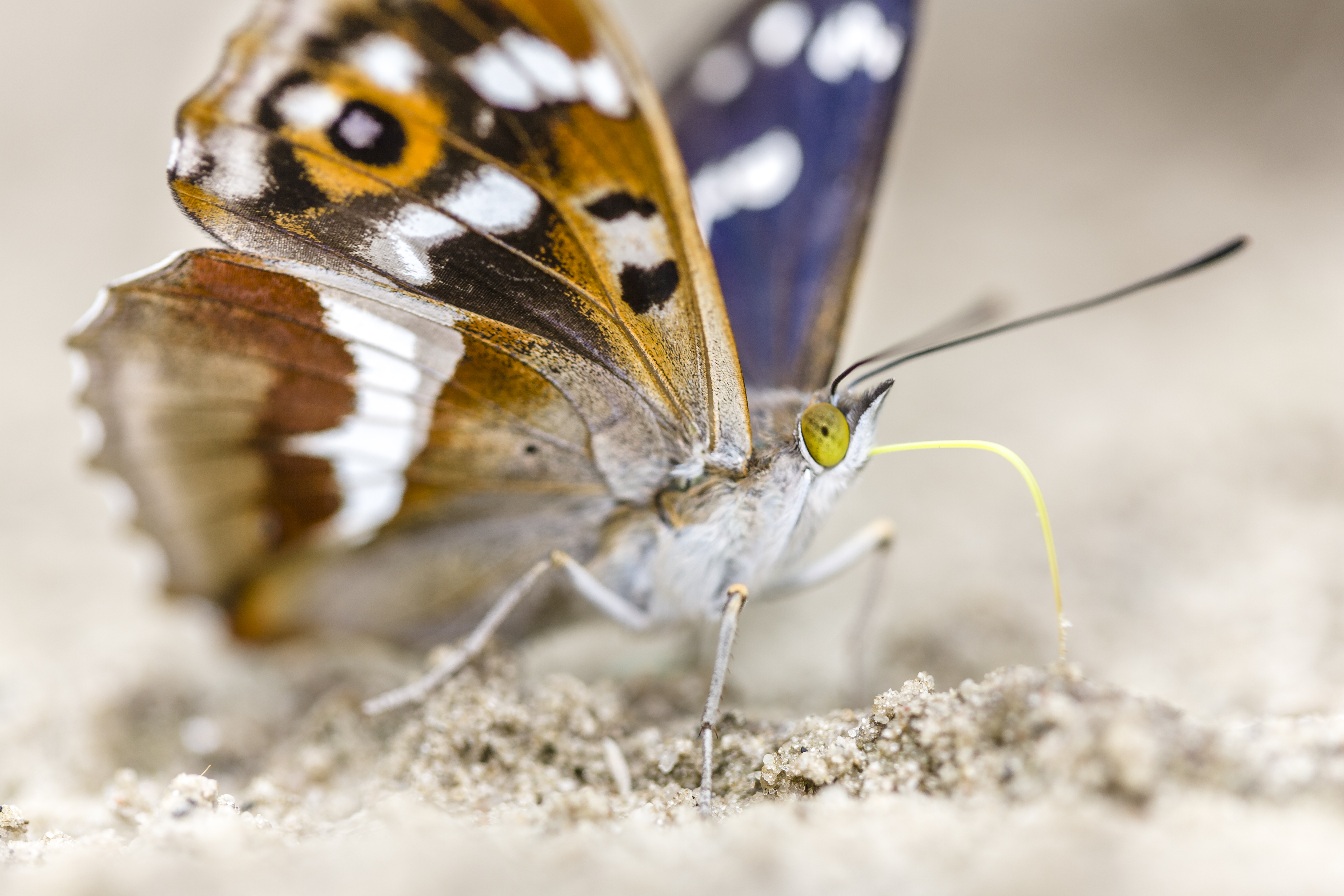 Grote weerschijnvlinder. Foto: Alex Huizinga, Nature in Stock