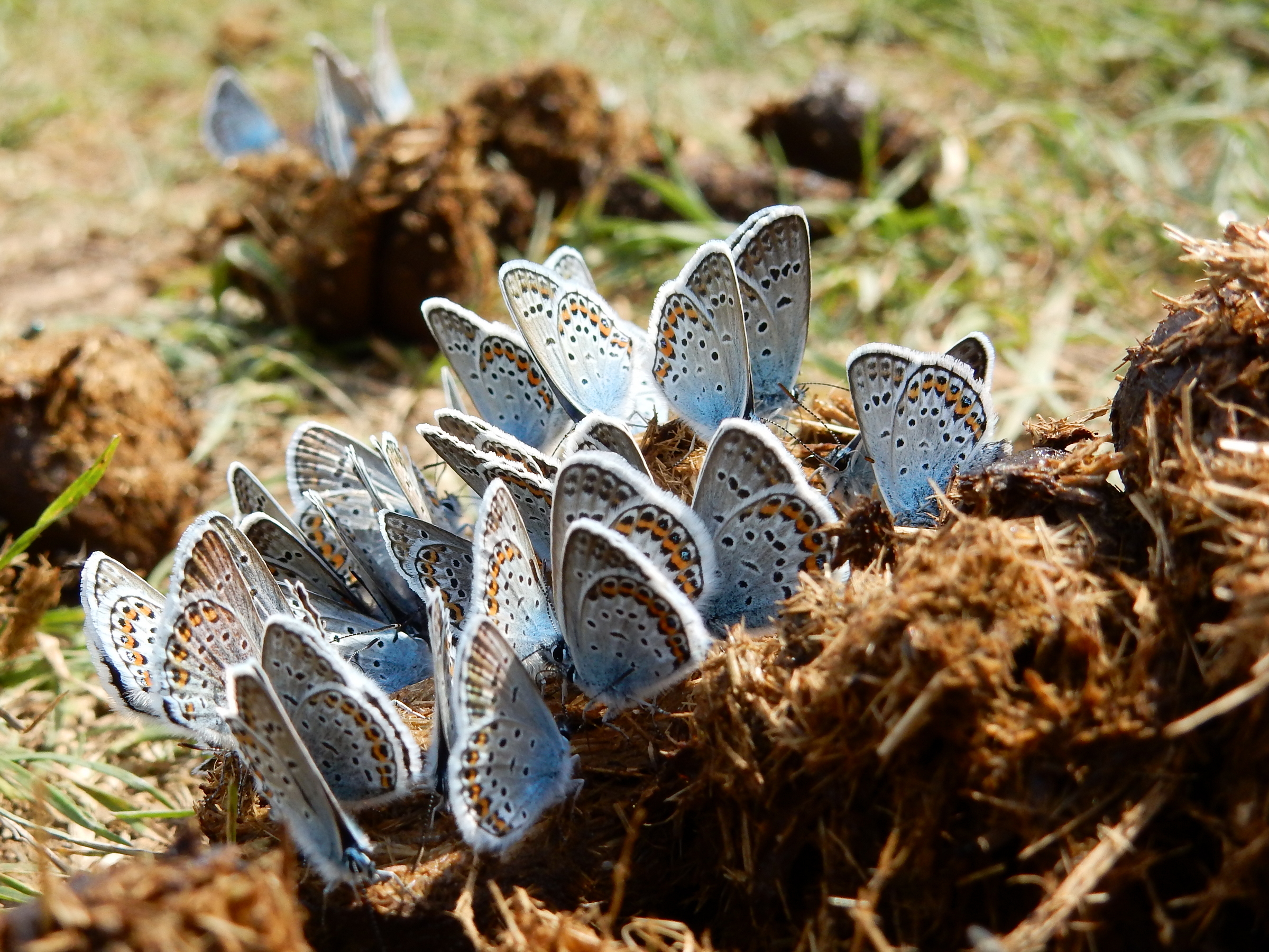 Heideblauwtjes op poep. Foto: Kars Veling, De Vlinderstichting