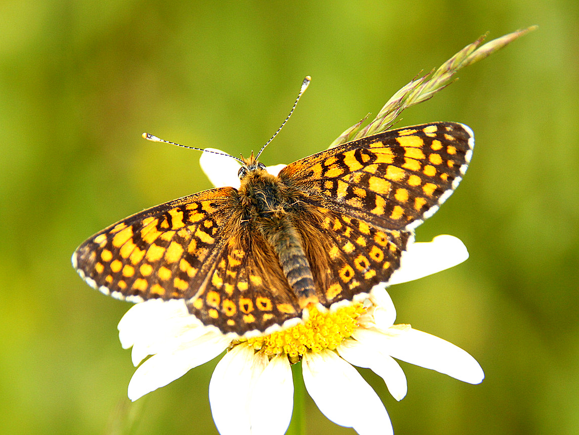 Veldparelmoervlinder. Foto: Michiel Wallis de Vries