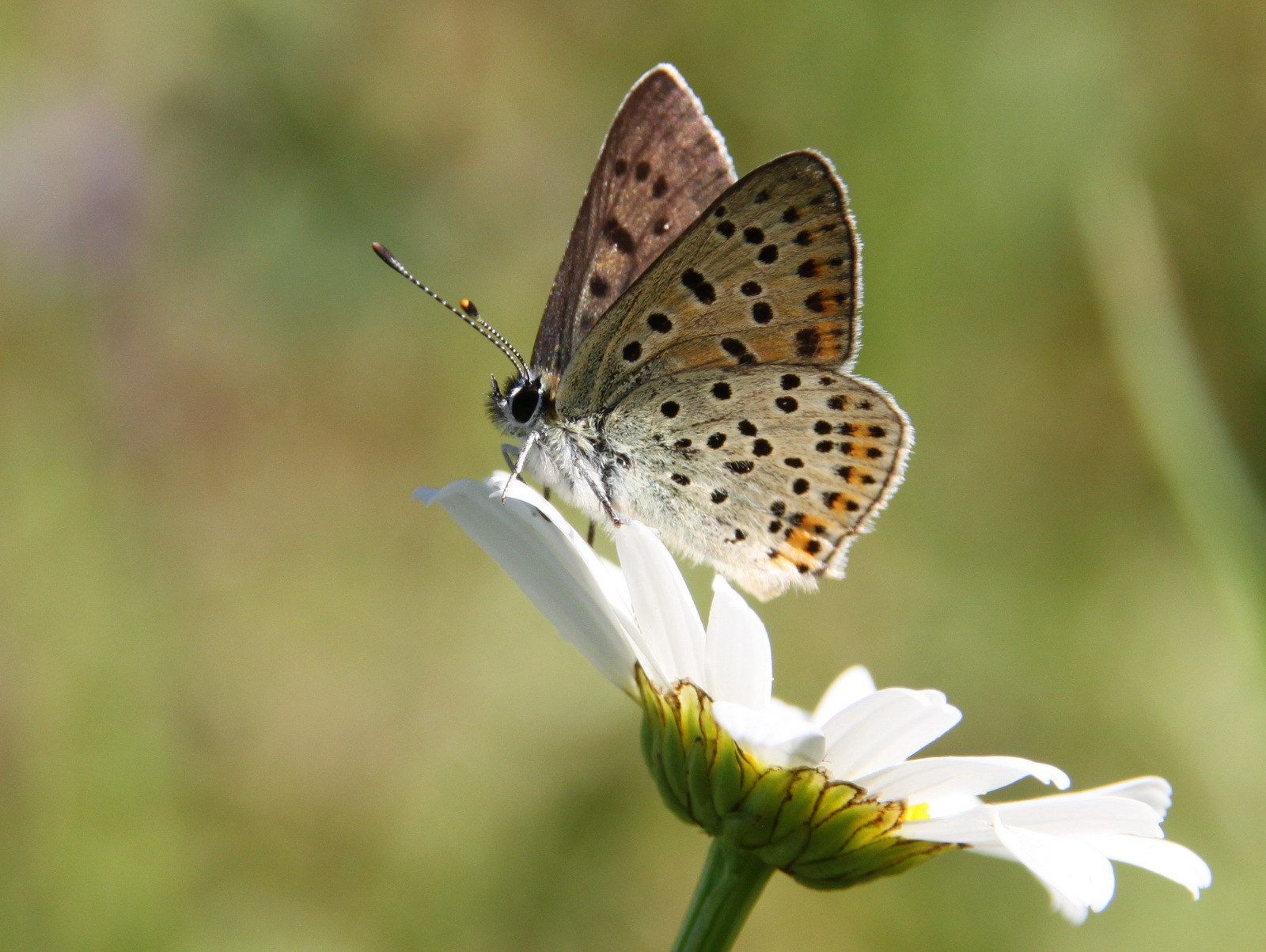 Bruine vuurvlinder. Foto: Michiel Wallis de Vries