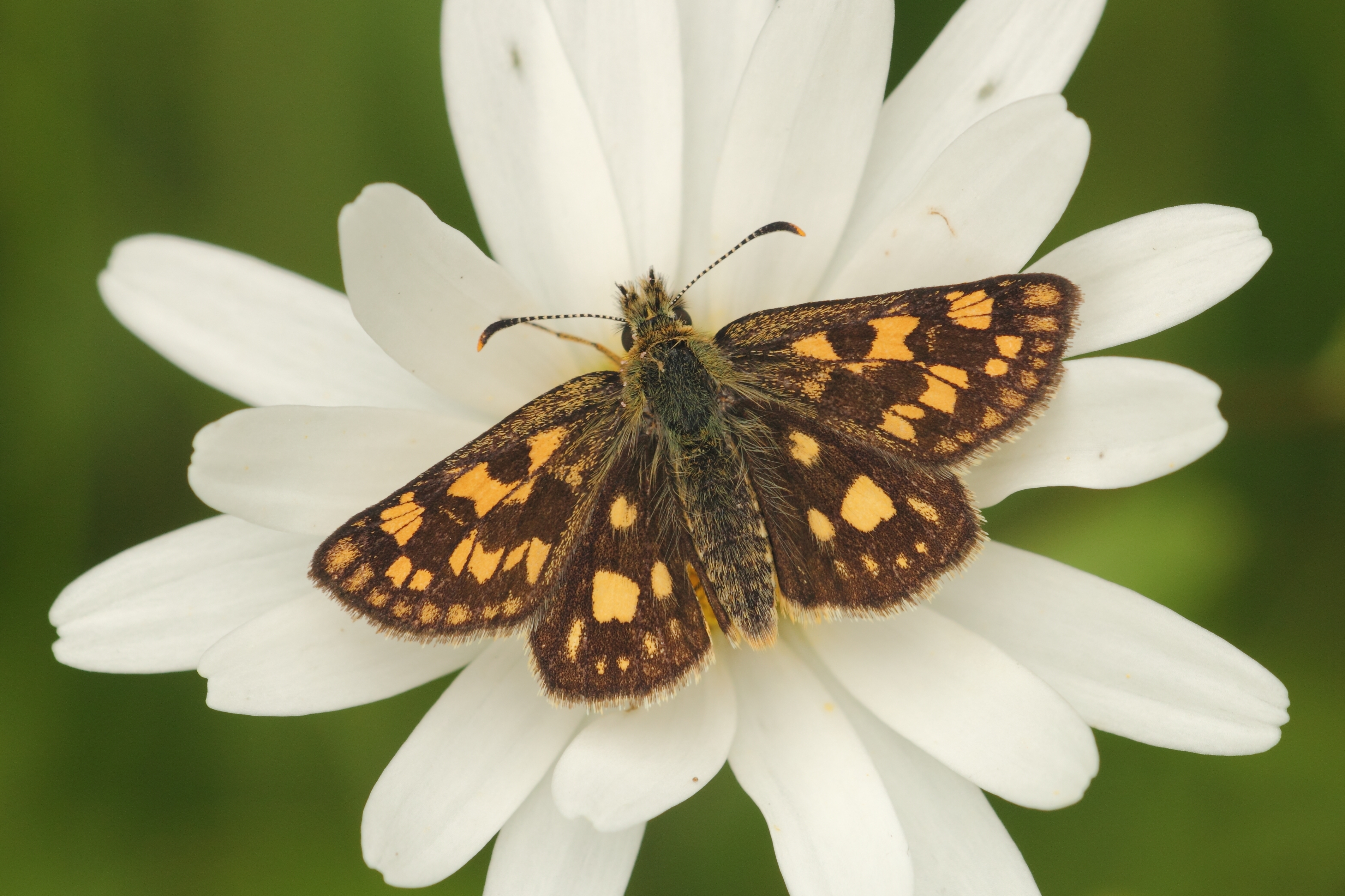 Bont dikkopje. Foto: Kim Huskens