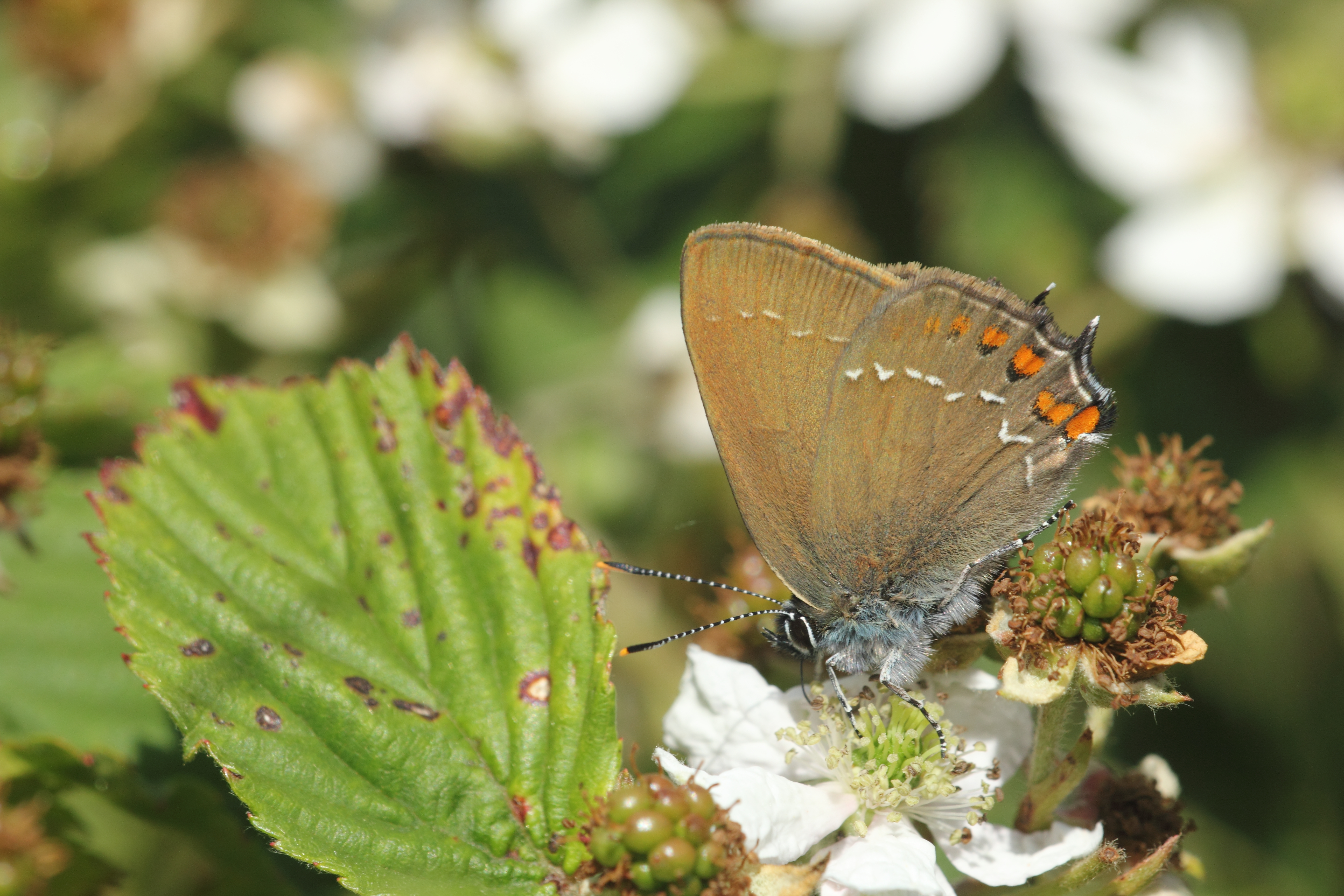 Bruine eikenpage. Foto: Kim Huskens
