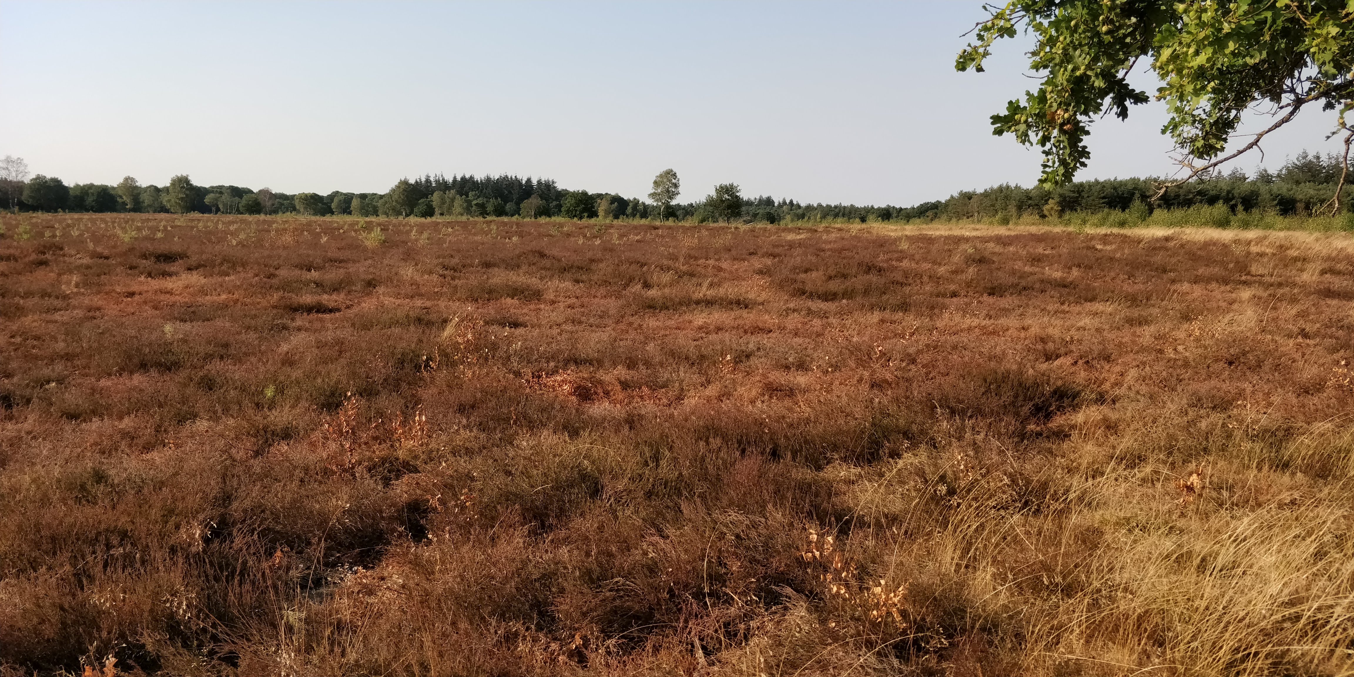 Droge Maashorst. Foto: Daan van der Sluis