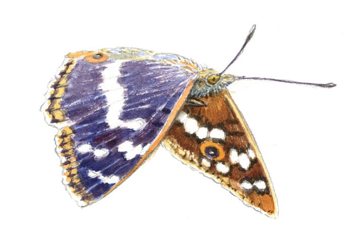 Grote weerschijnvlinder