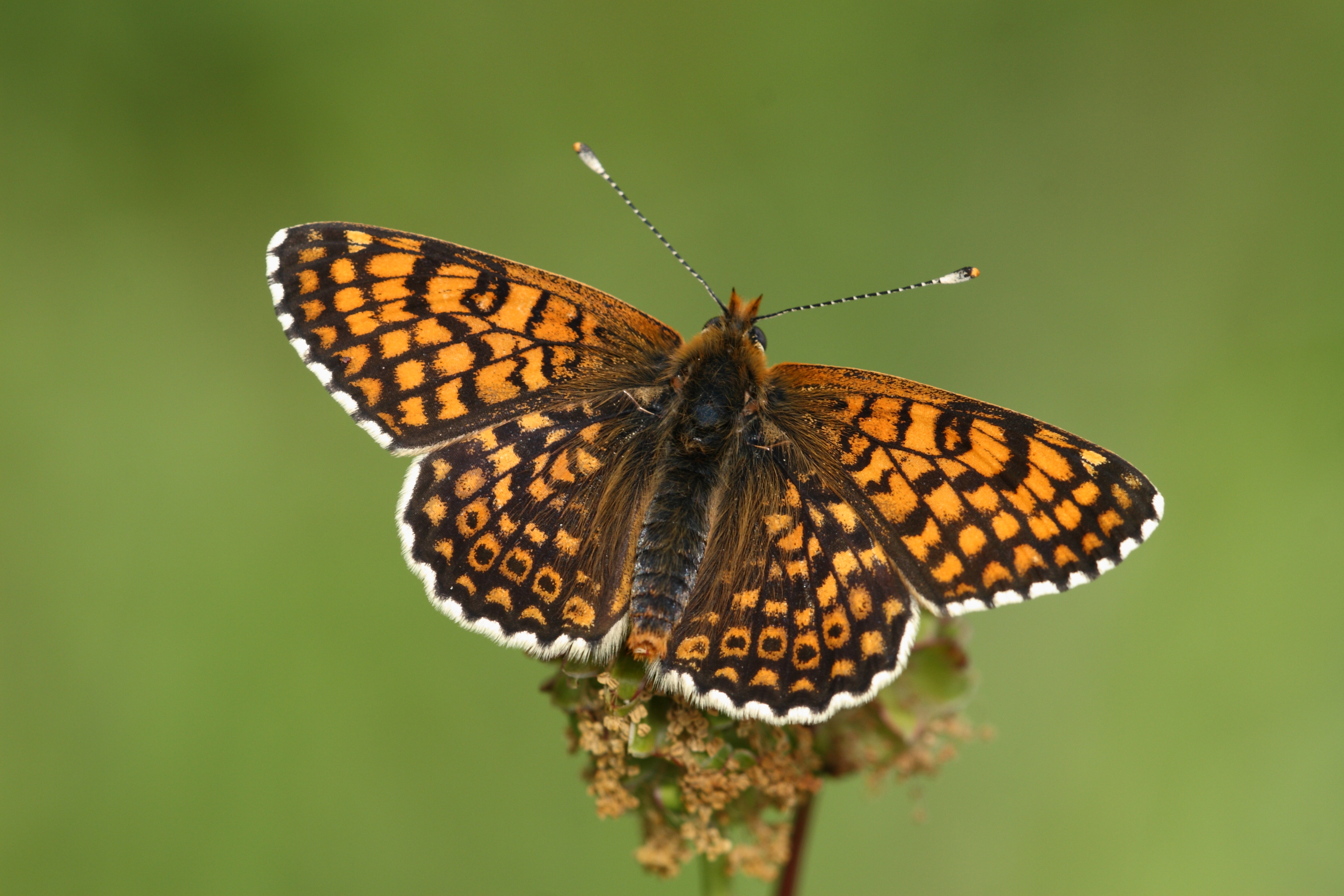 Veldparelmoervlinder. Foto: Kim Huskens