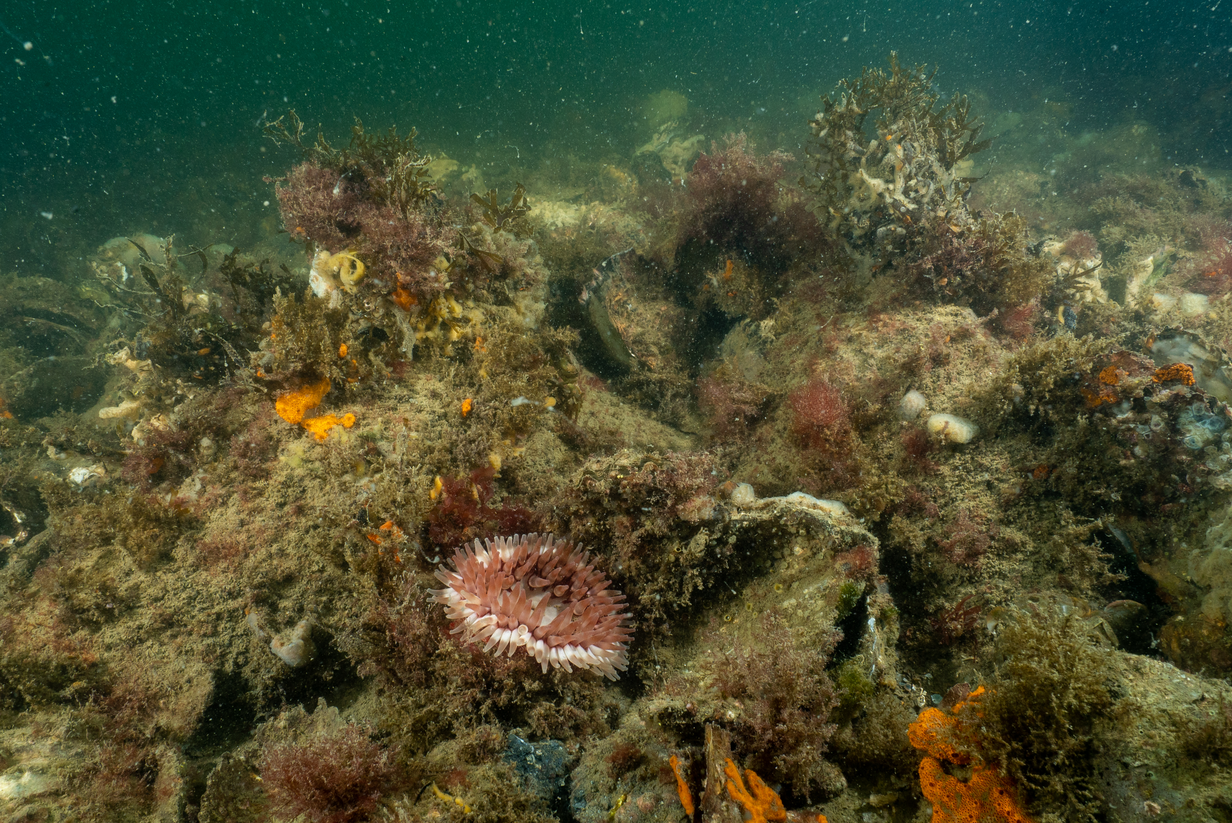 Oesterrif in de Voordelta