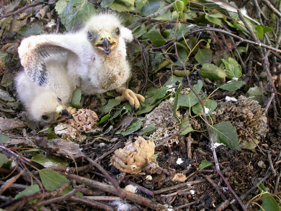Wespendief kuiken en hoornaar, foto Jan van Diermen
