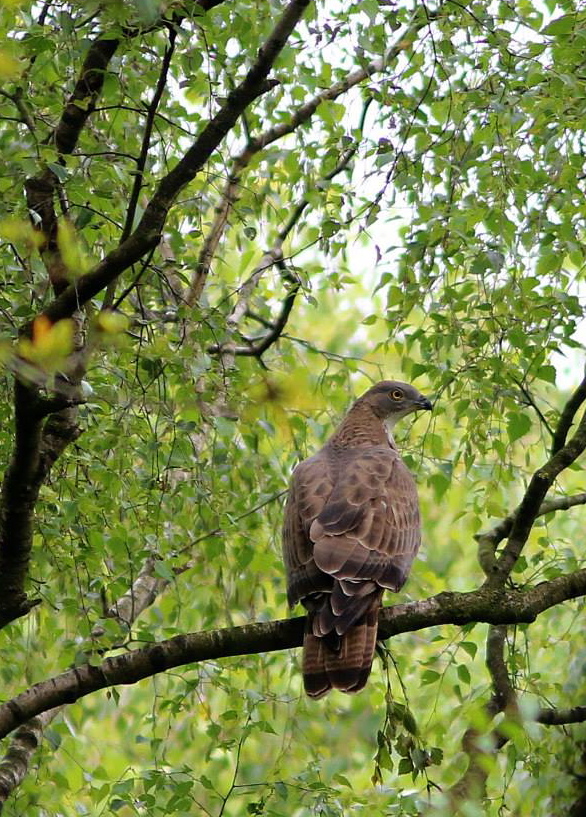 Wespendief Kempen~Broek
