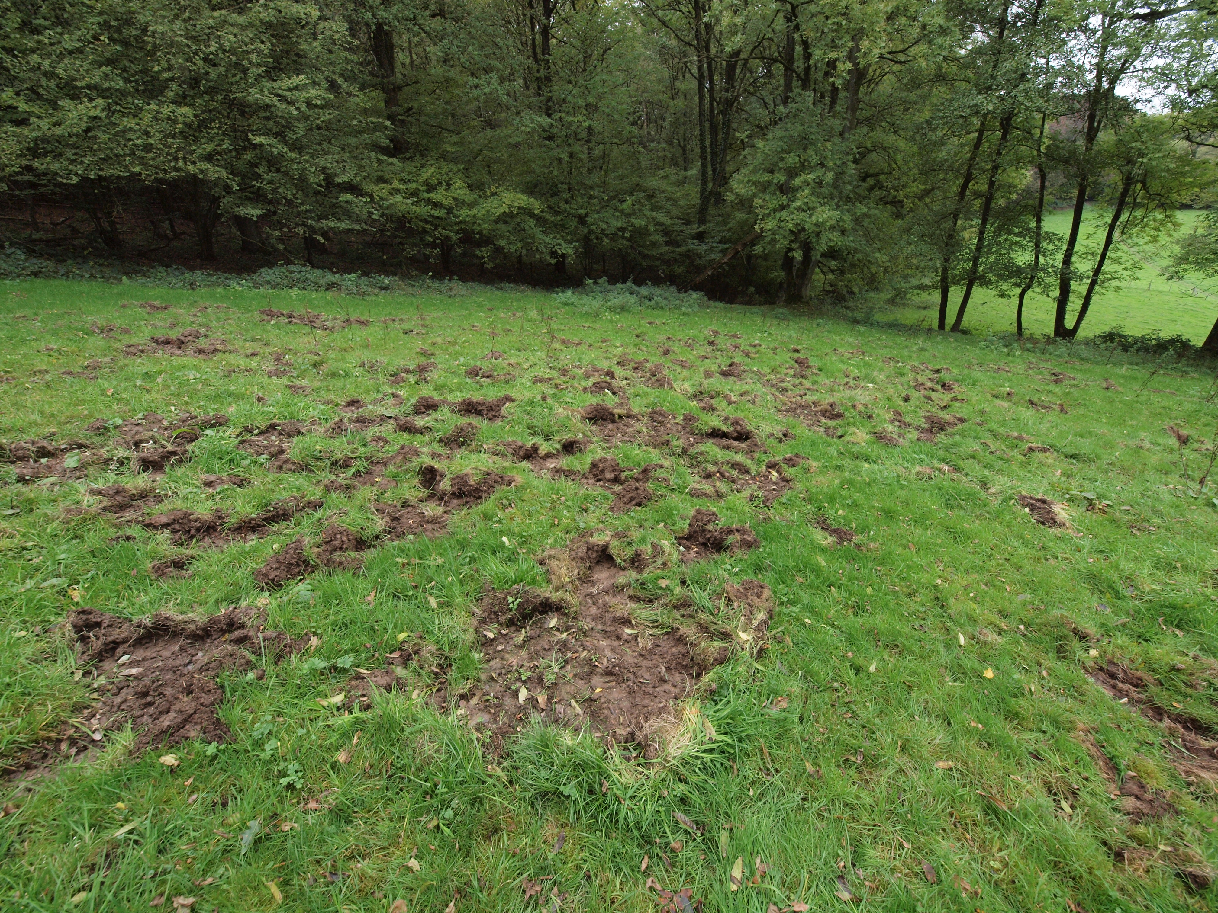 Wroetspoor wild zwijn Drielandenpark