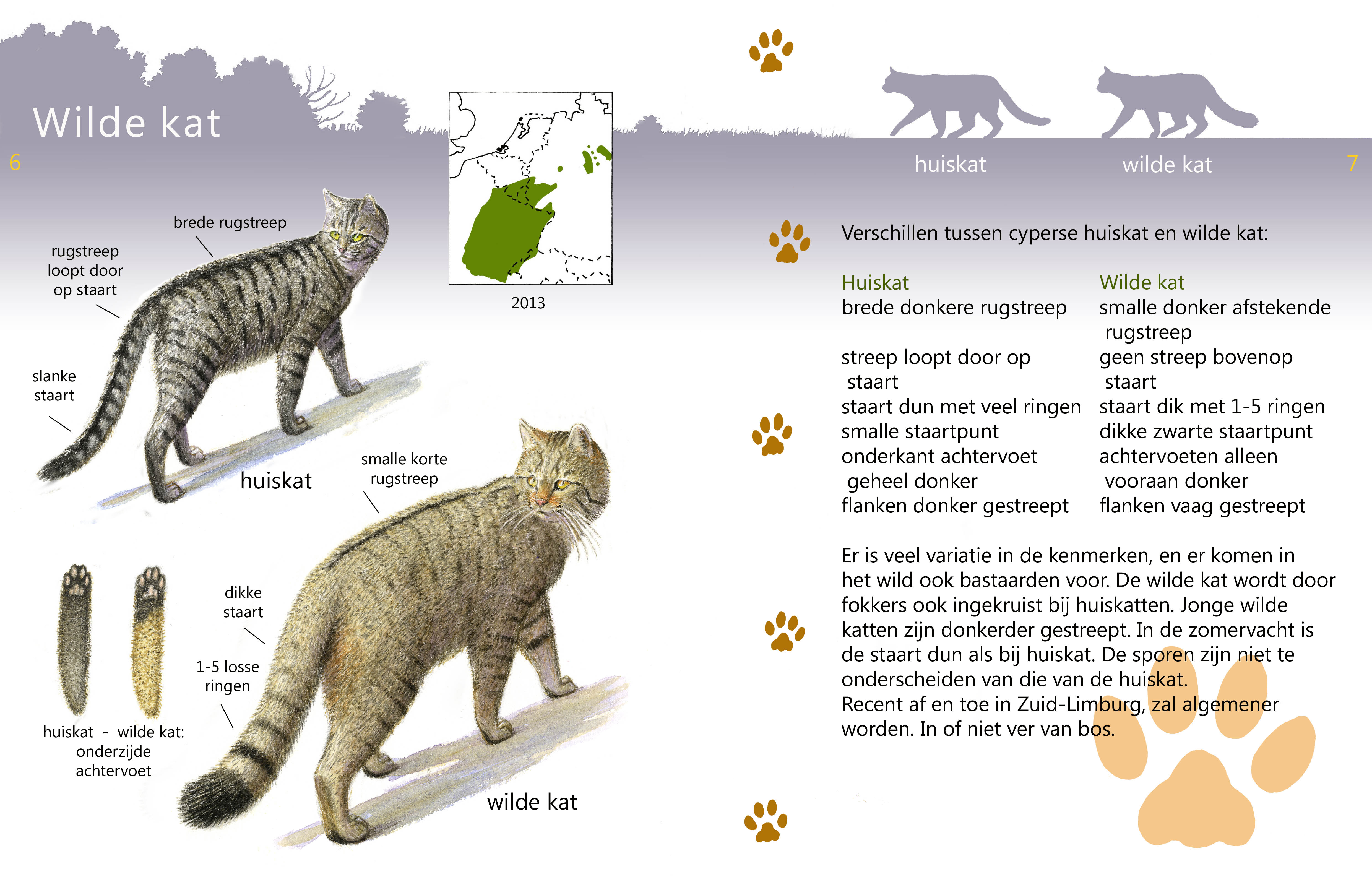 Voor het herkennen van de wilde kat en een groot aantal andere roofdieren in Nederland heeft ARK een handige roofdierengids uitgegeven