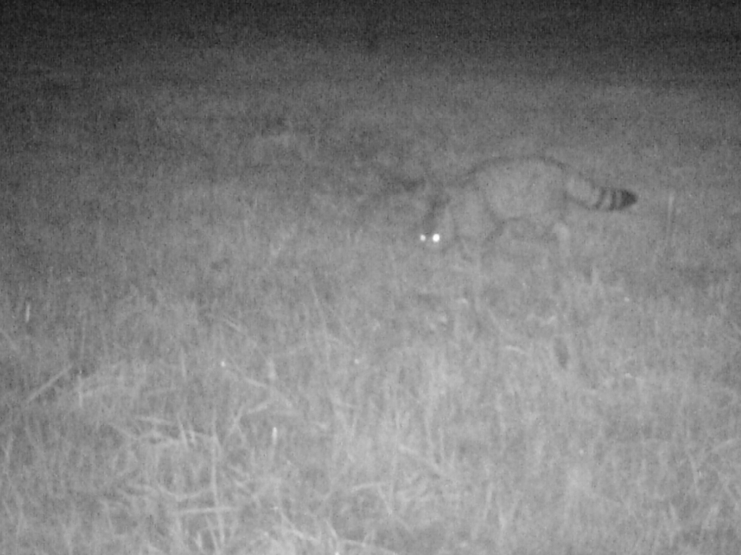 Wilde Kat Zuid-Limburg