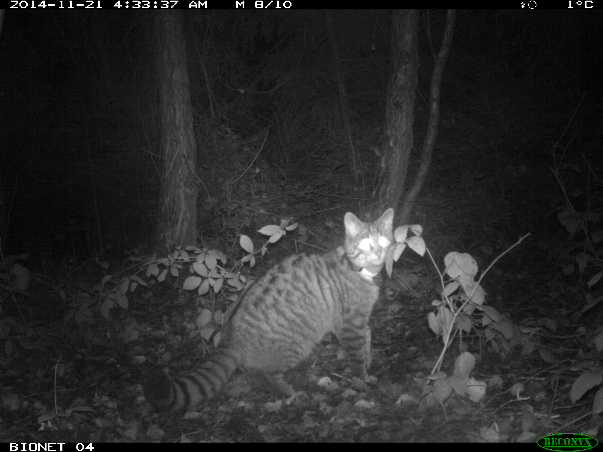 Cameraval en zenderonderzoek naar wilde kat Foto: Bionet Natuuronderzoek