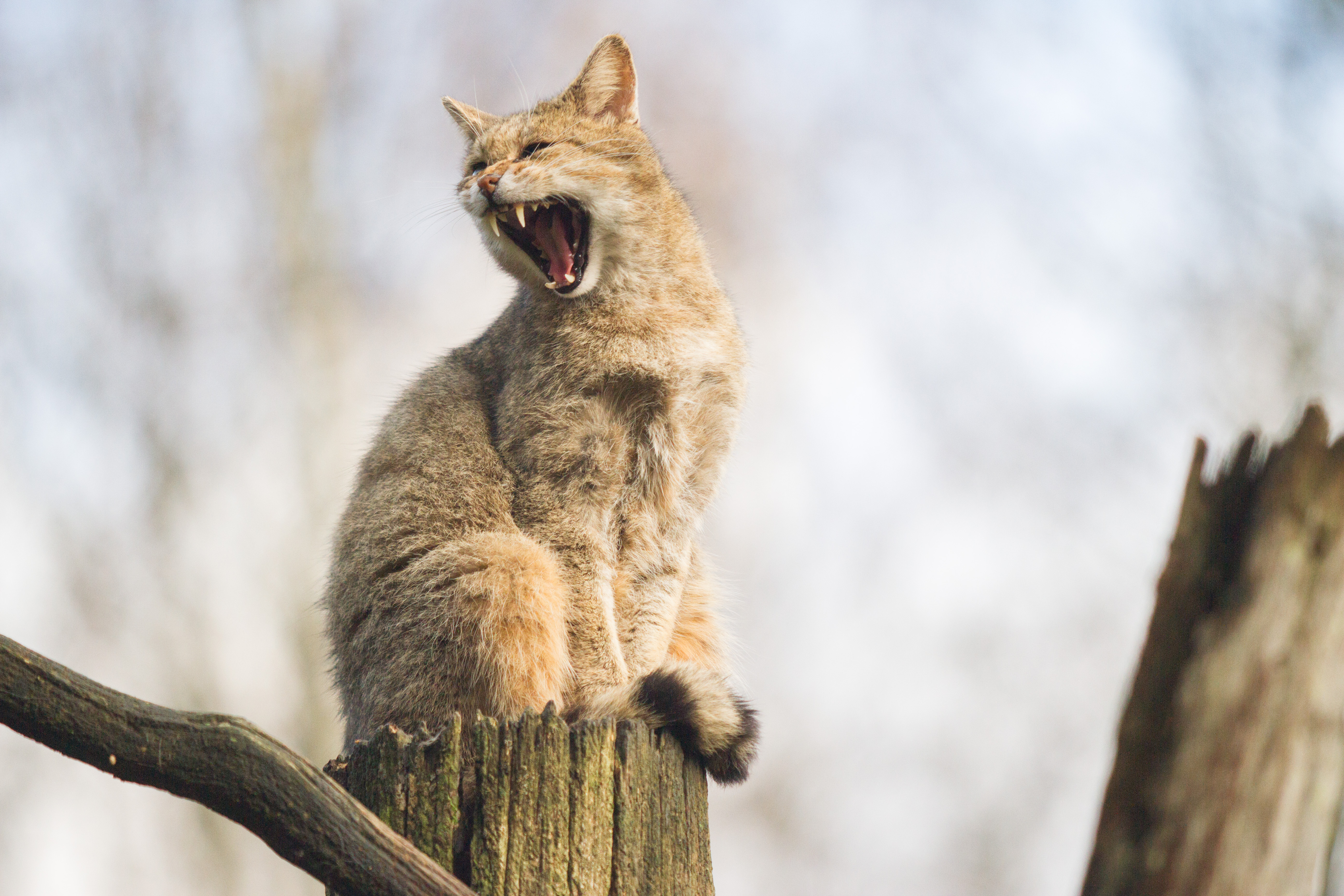 Europese Wilde kat (Felis silvestris silvestris)