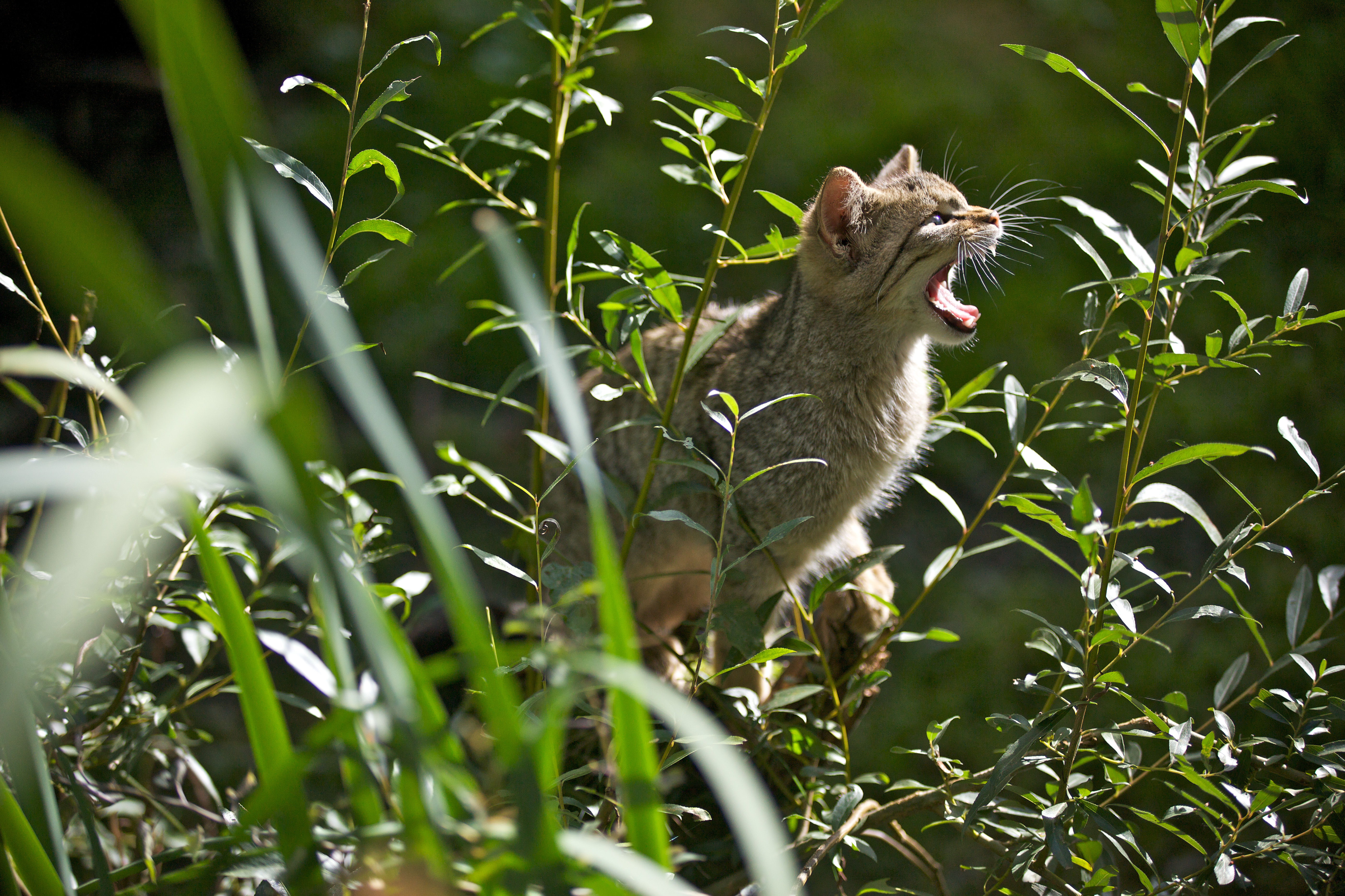 Jonge wilde kat
