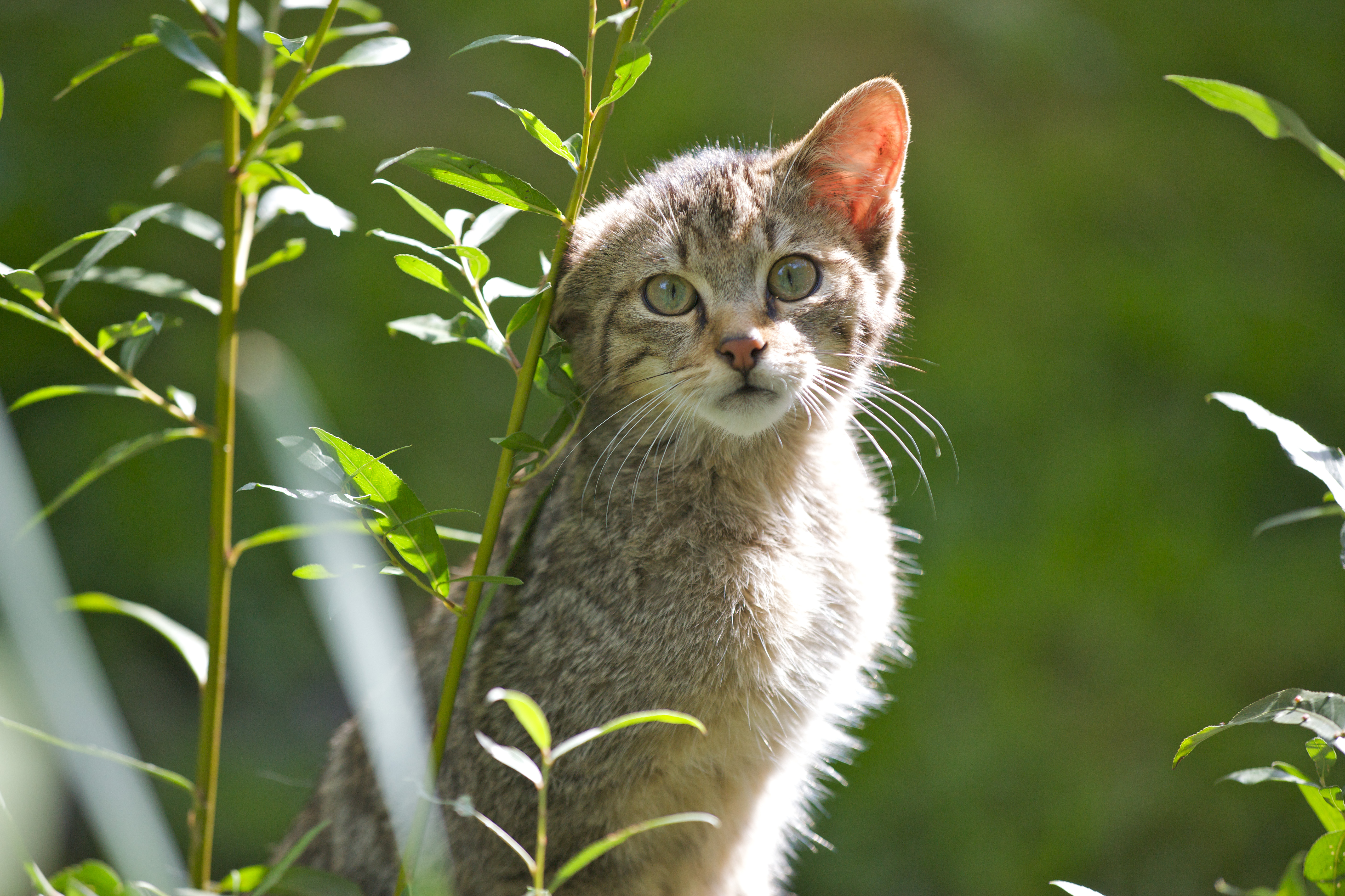 Jonge wilde kat