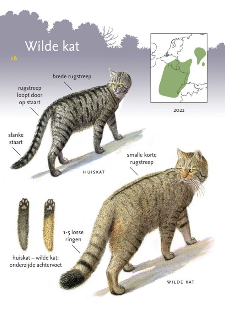 Kenmerken wilde kat