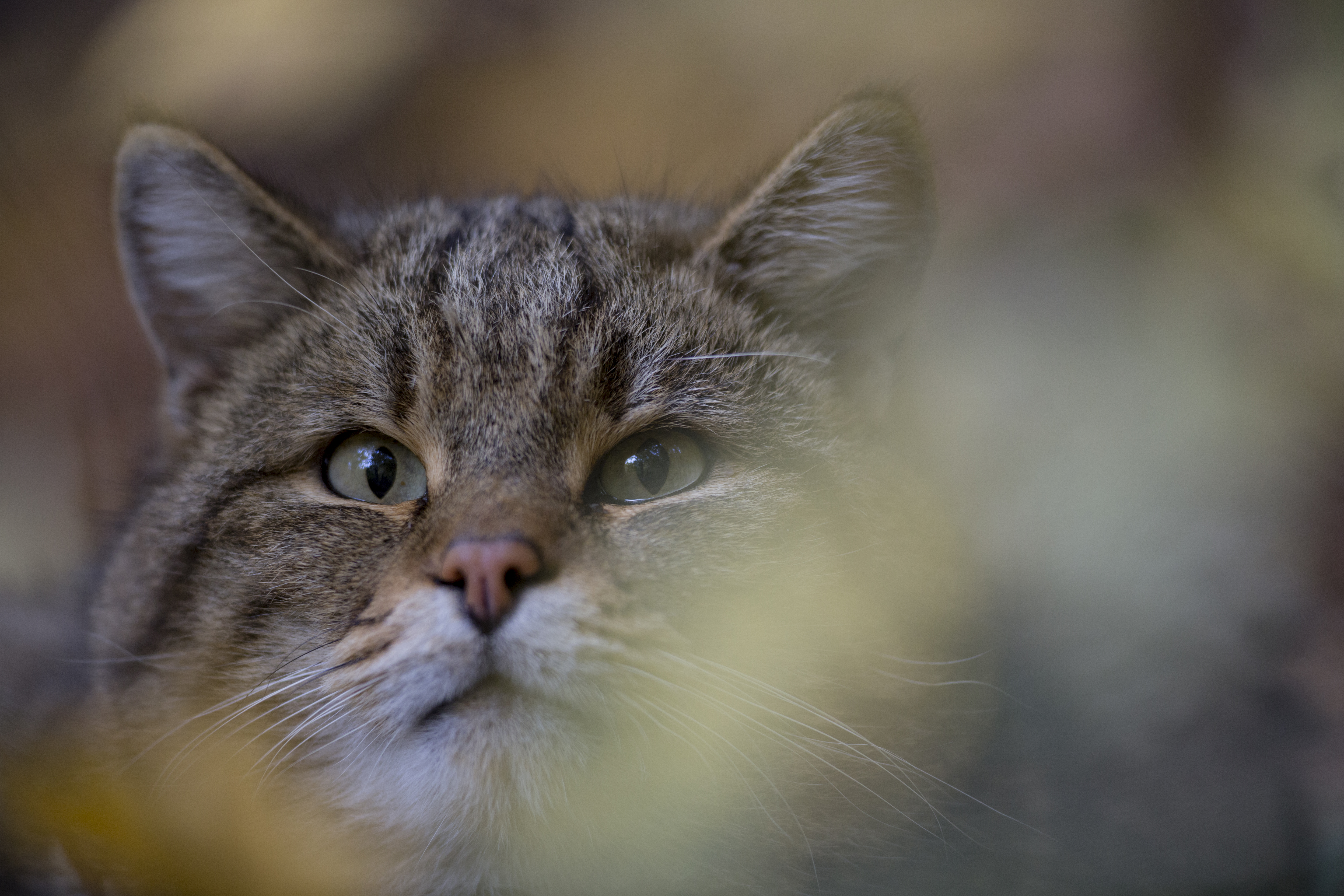Wilde kat. Foto: Fabrice Cahez, Nature in Stock