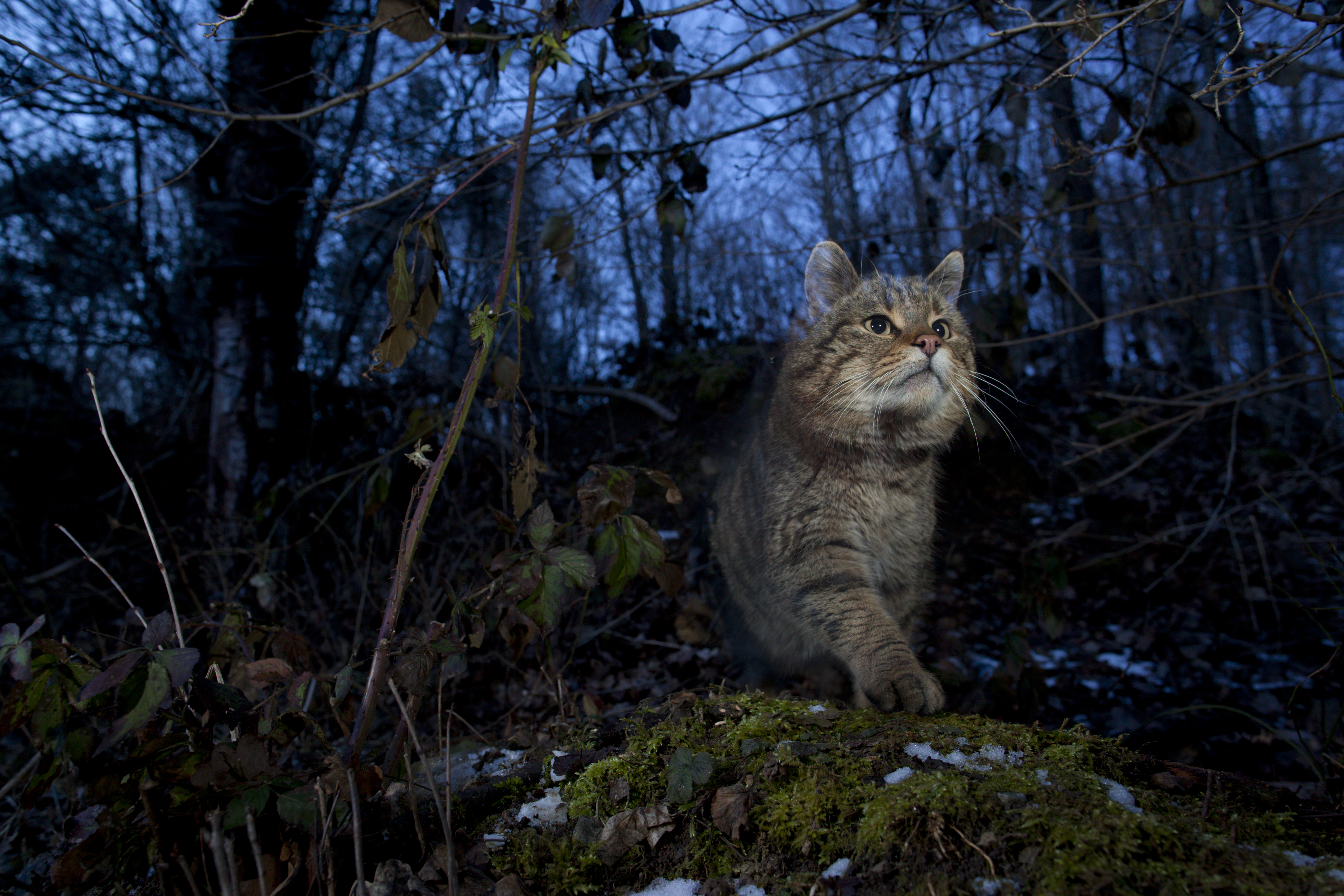 Europese wilde kat. Foto: Klaus Echle, Nature in Stock