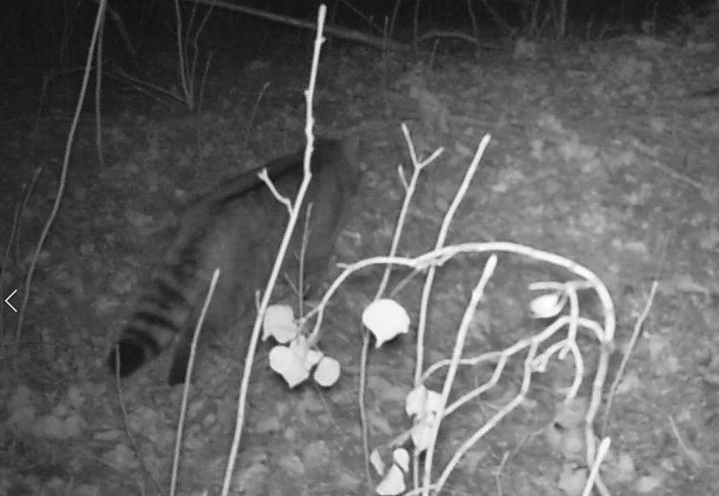Wilde kat op wildcamera