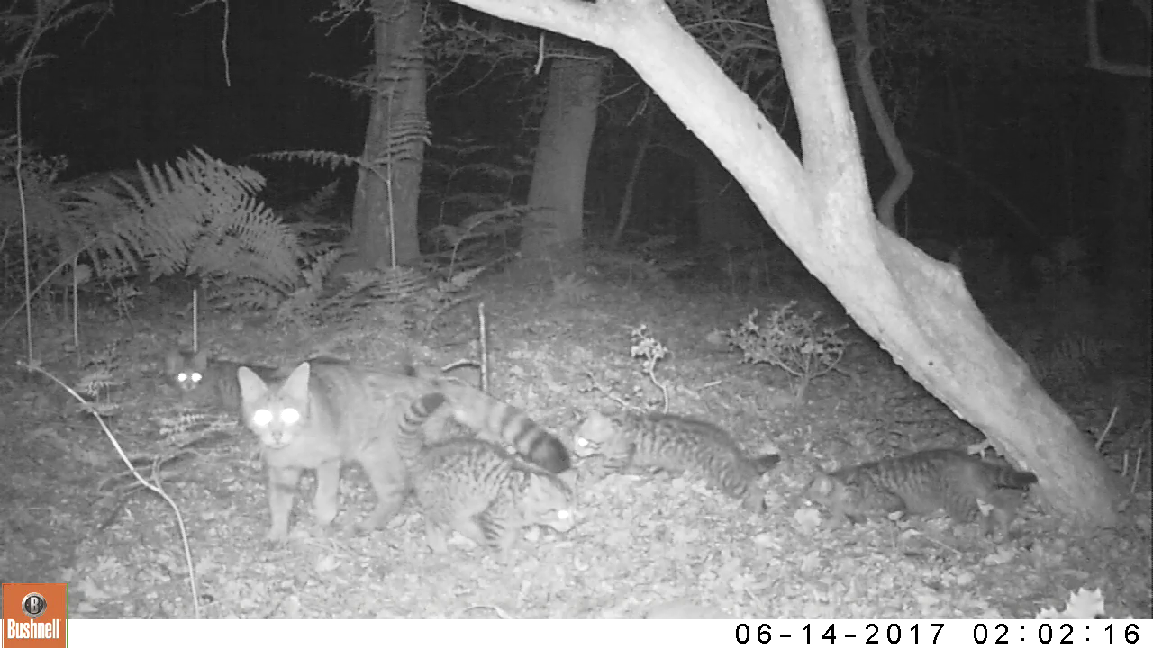 Wilde kat met kittens, foto: Laura Kuipers