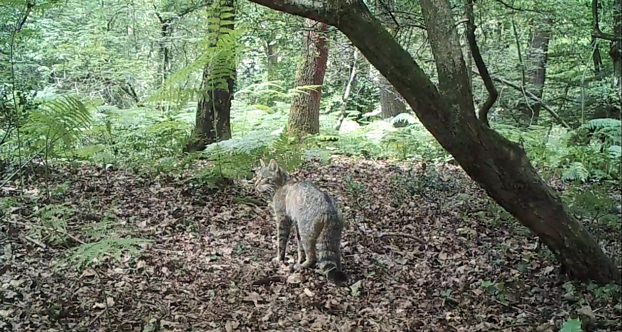 Wilde kat vastgelegd door cameraval in Zuid-Limburg
