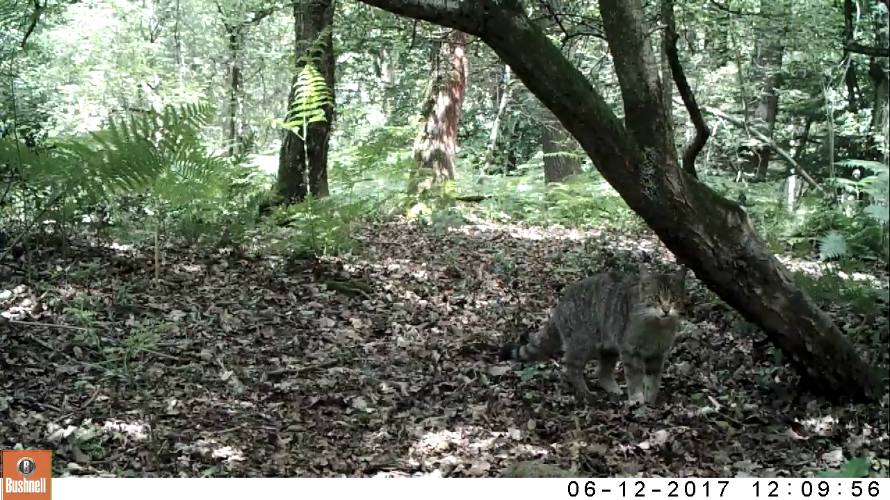 Wilde kat vastgelegd door cameraval in Zuid-Limburg