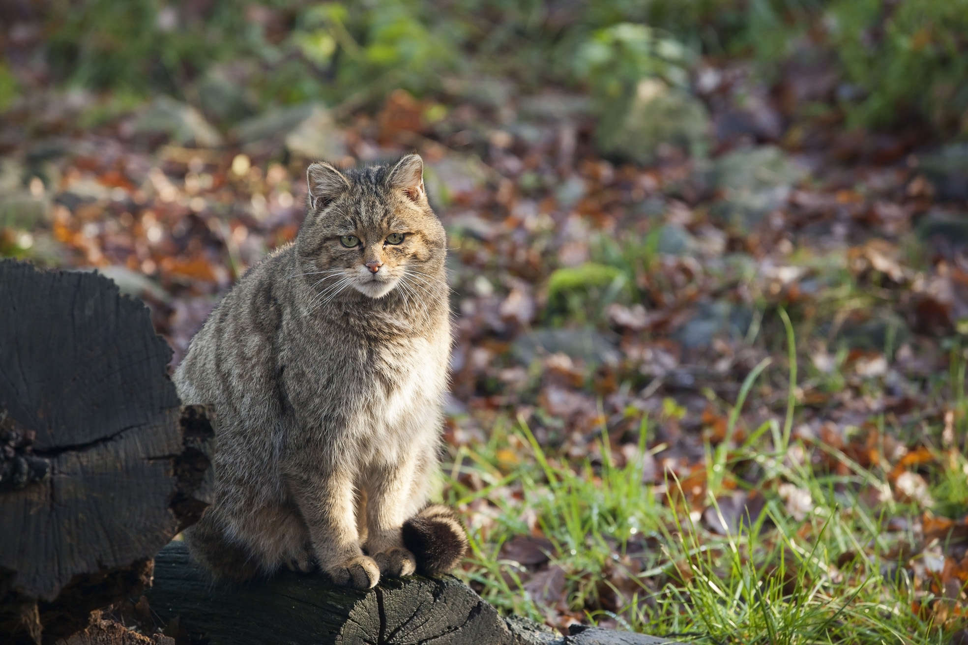 Wilde kat. Foto: Bob Luijks