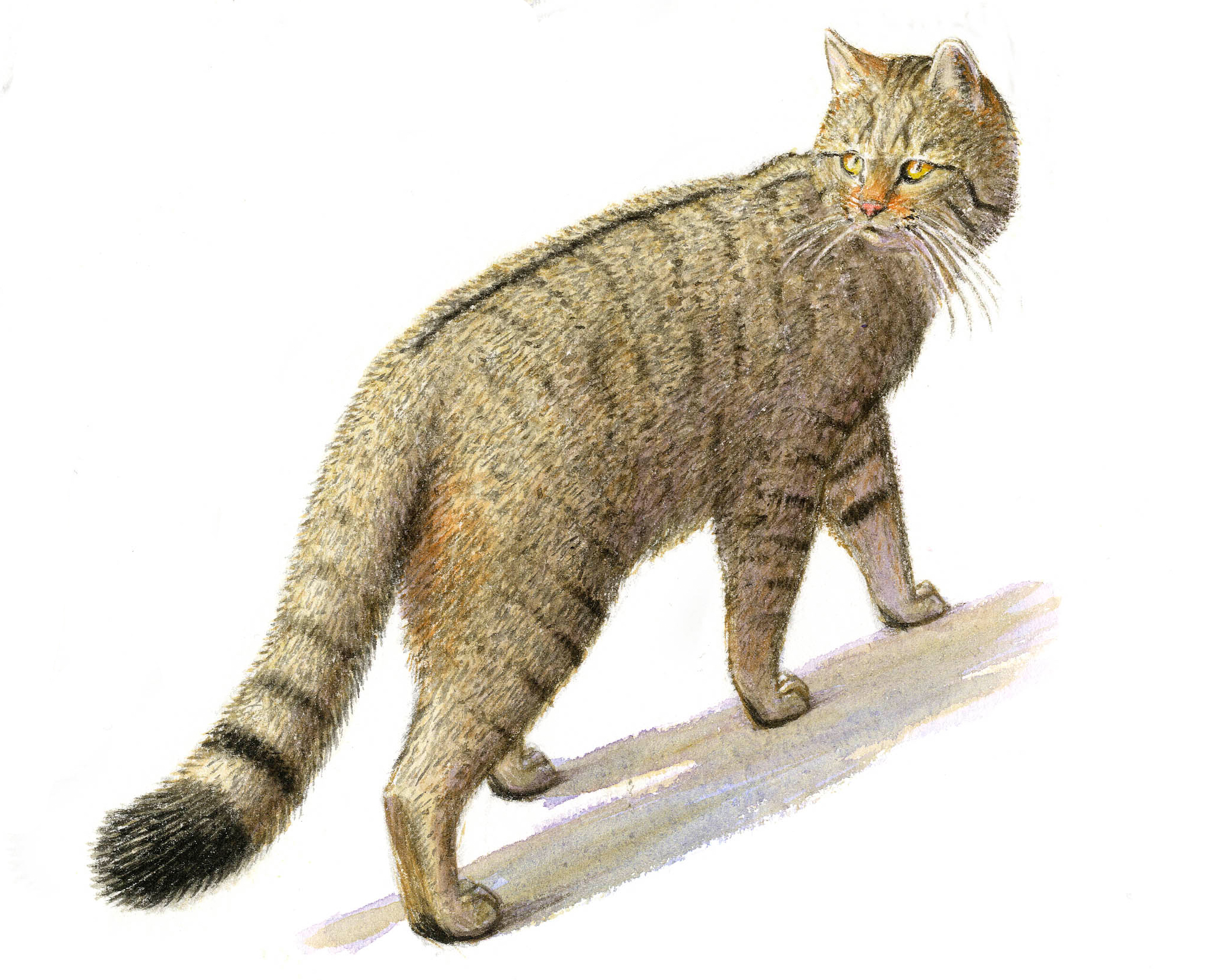 Meer kansen voor de wilde kat in Zuid-Limburg