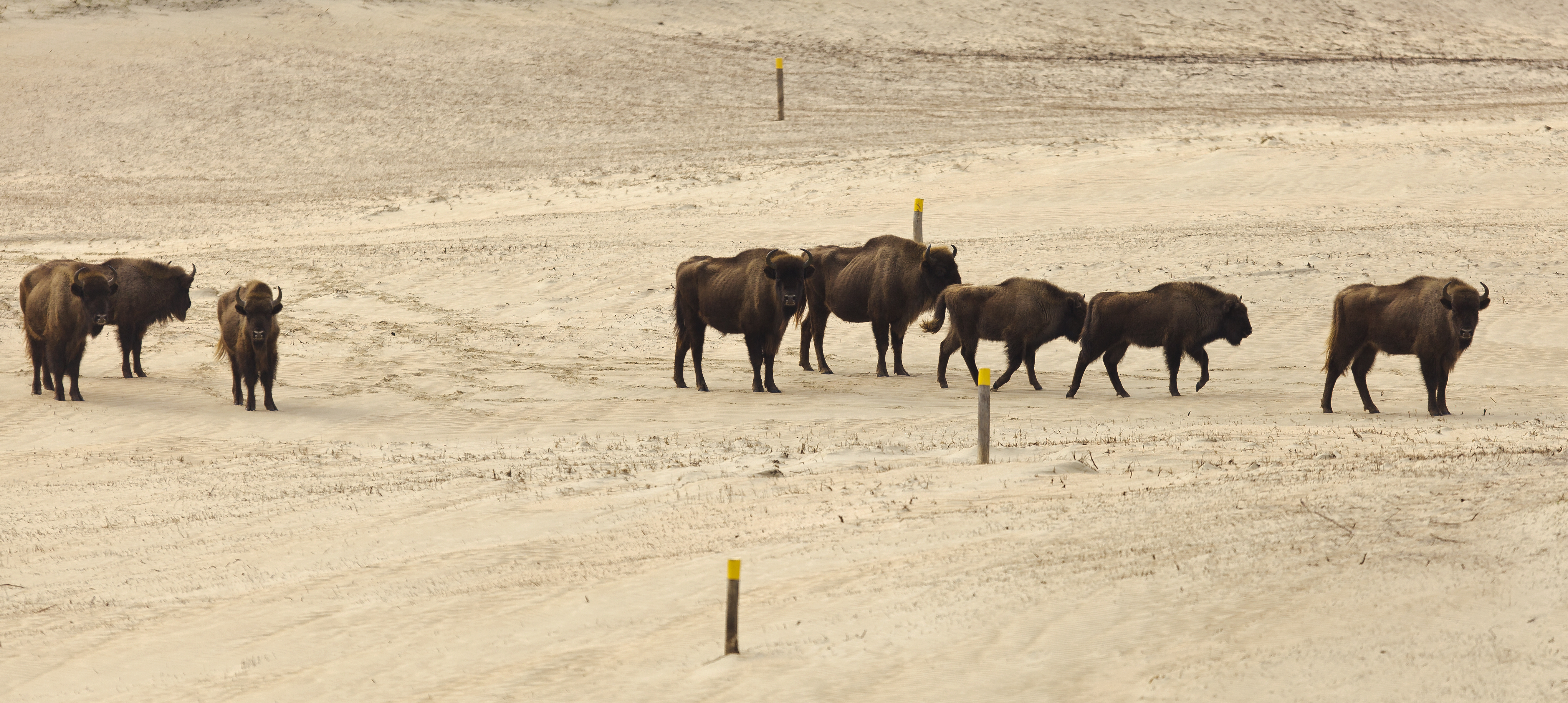 Wisenten op het wisentpad, foto: Ruud Maaskant