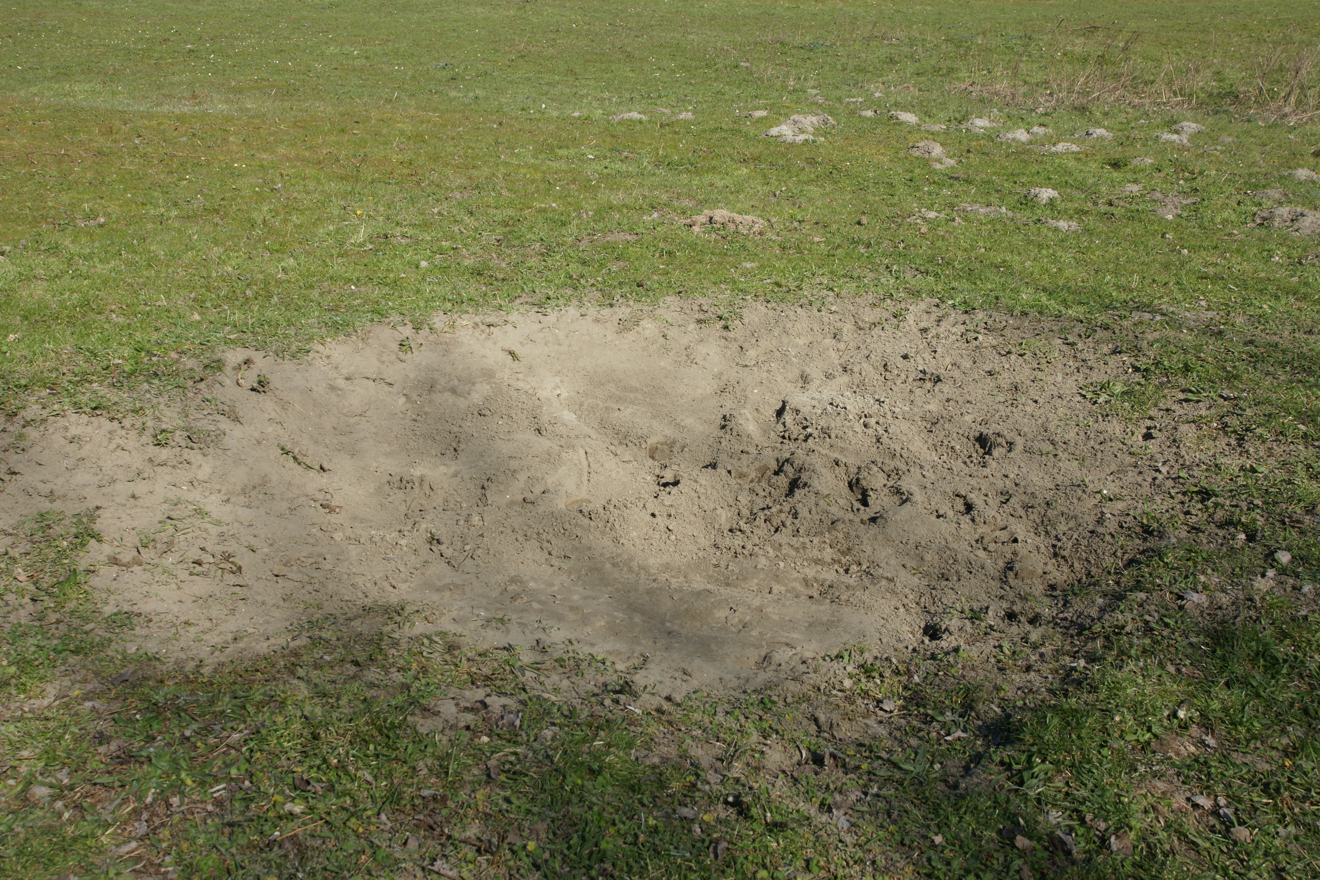 Eén van de stierenkuilen of zandbaden die door de wisenten is gemaakt. Foto: Kerstin Bouma