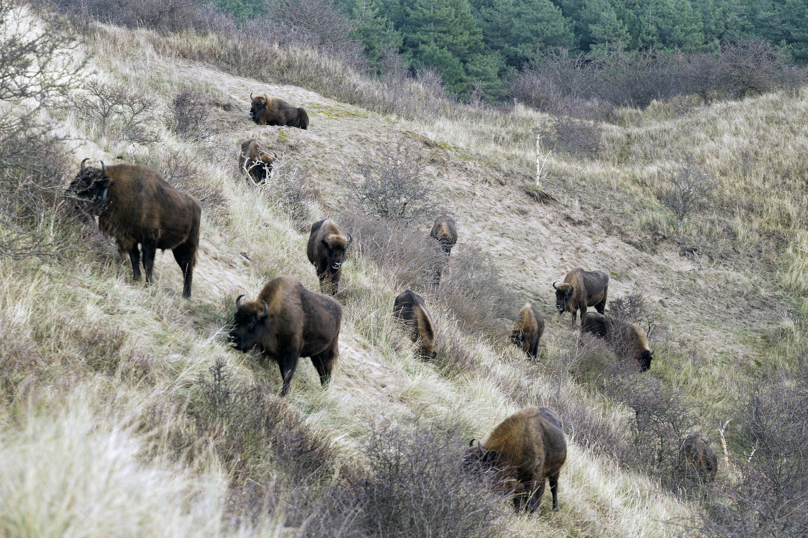 Wisent op duinhelling. Foto: Ruud Maaskant