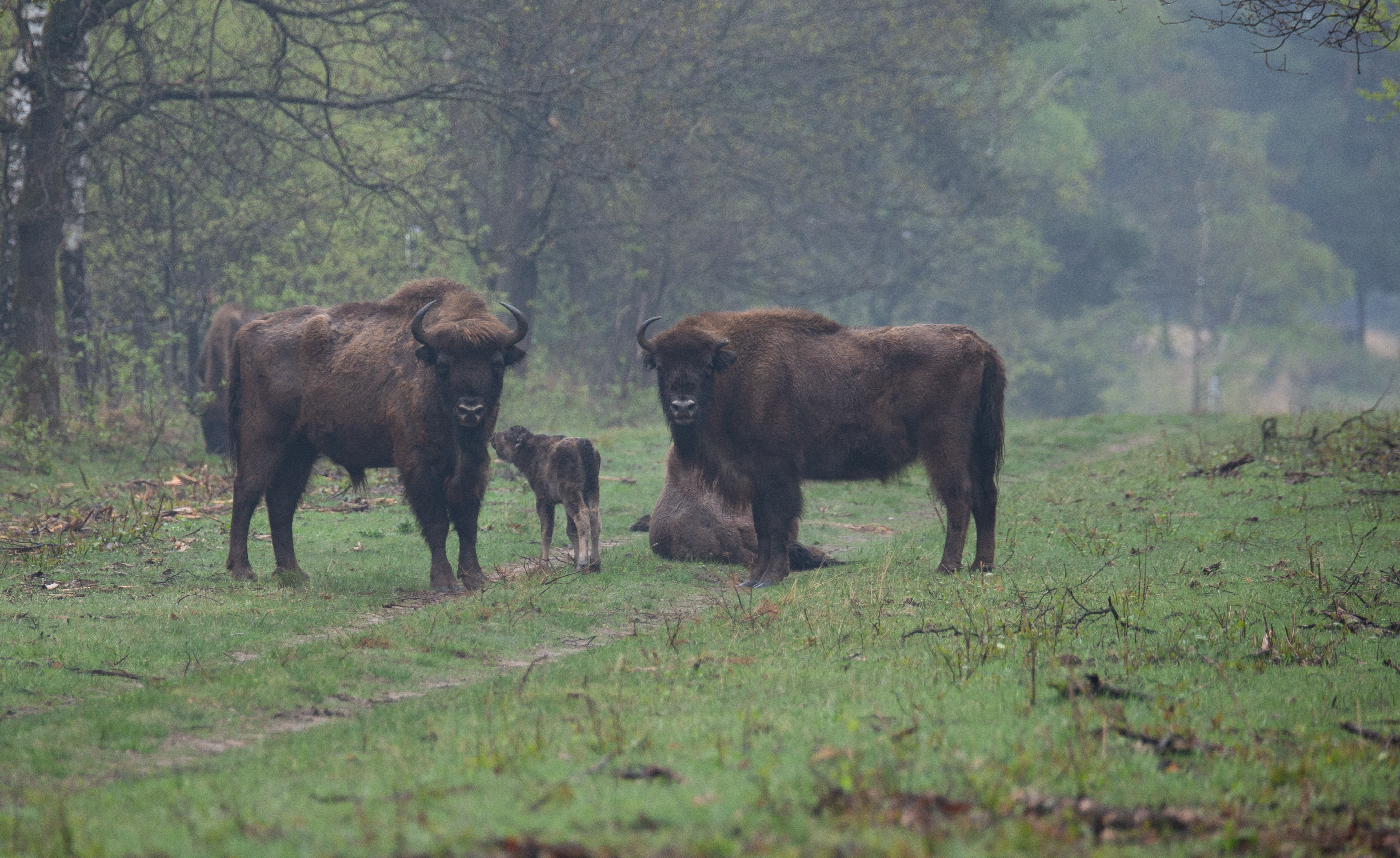 Wisentkalf geboren op de Veluwe op Bevrijdingsdag 2021. Foto: Sabine Wolters, FREE Nature