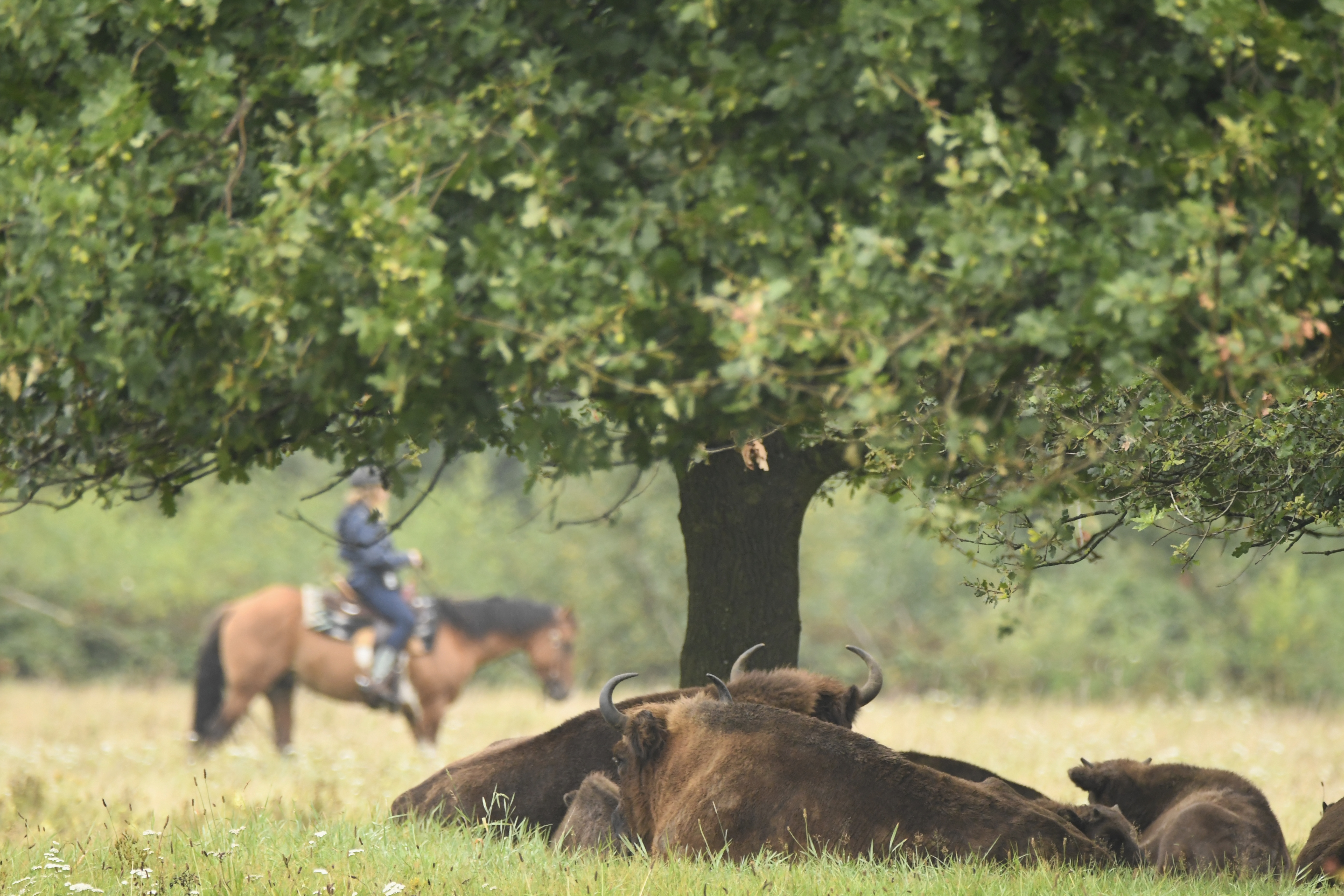 Wisenten en ruiter in de Maashorst, foto: Arjen Boerman