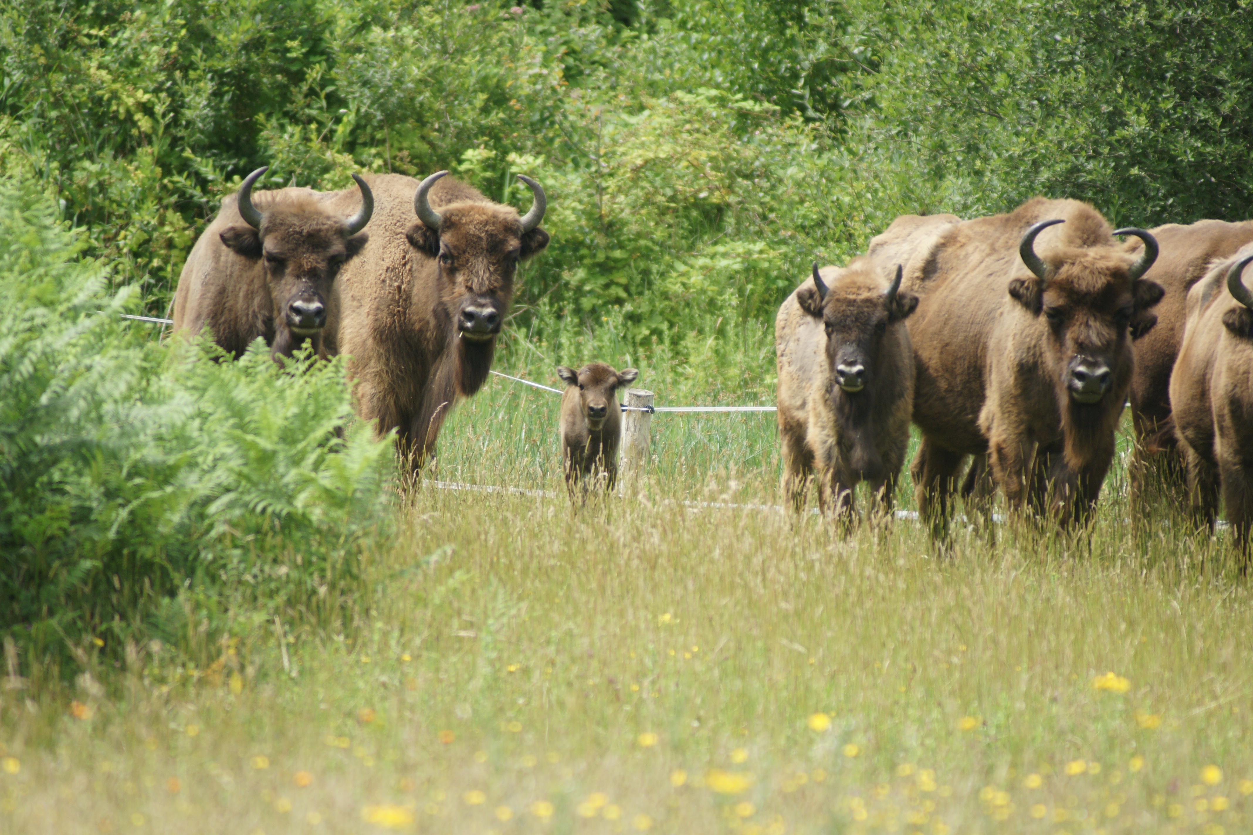 De pasgeboren wisent tussen zijn veel grotere soortgenoten. Foto: Kerstin Bouma