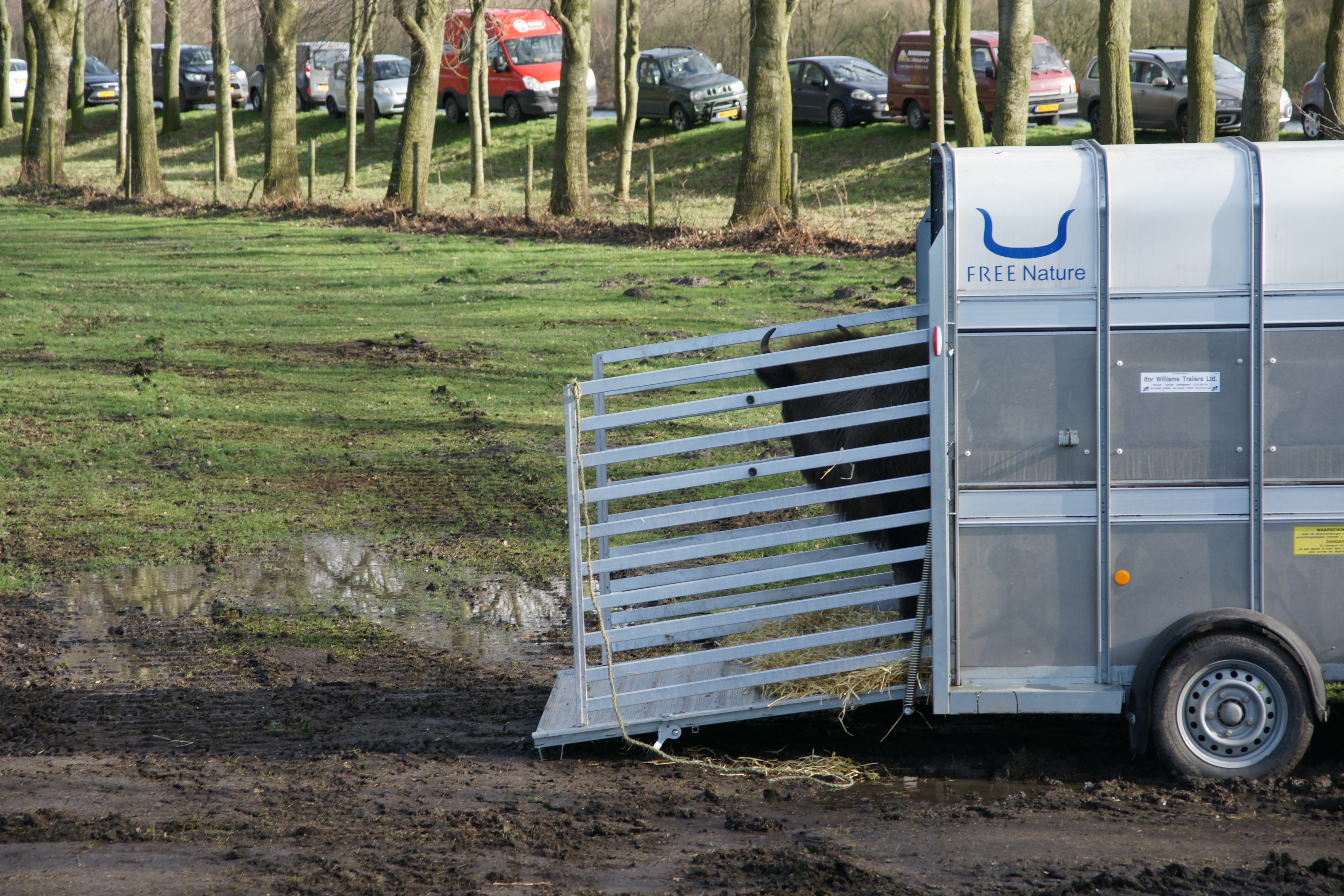 Eén van de wisenten kijkt nieuwsgierig om zich heen voor hij naar buiten stapt. Foto: Kerstin Bouma