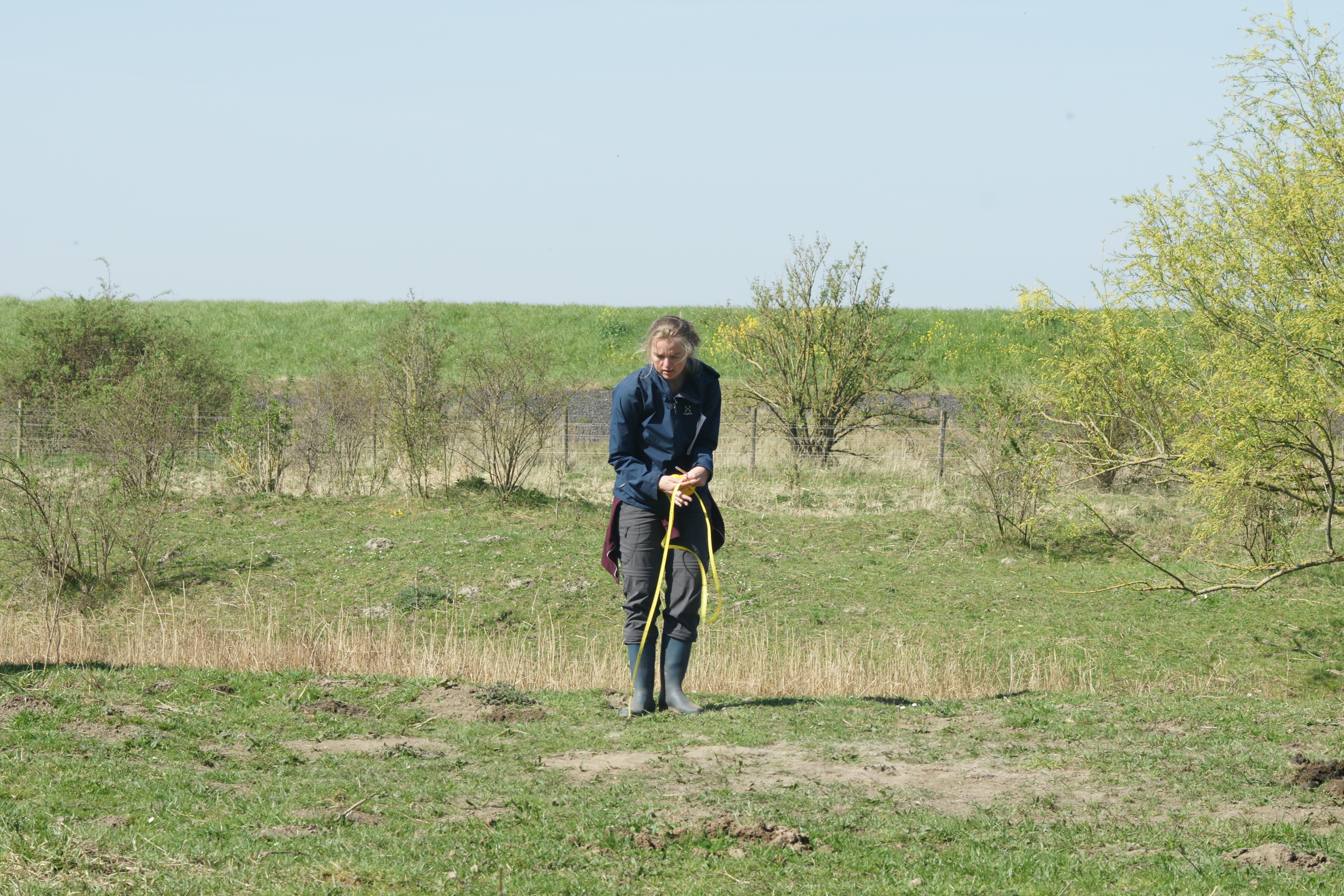 In de weer met een meetlint om de grootte van een stierenkuil op te meten. Foto: Ewout Melman