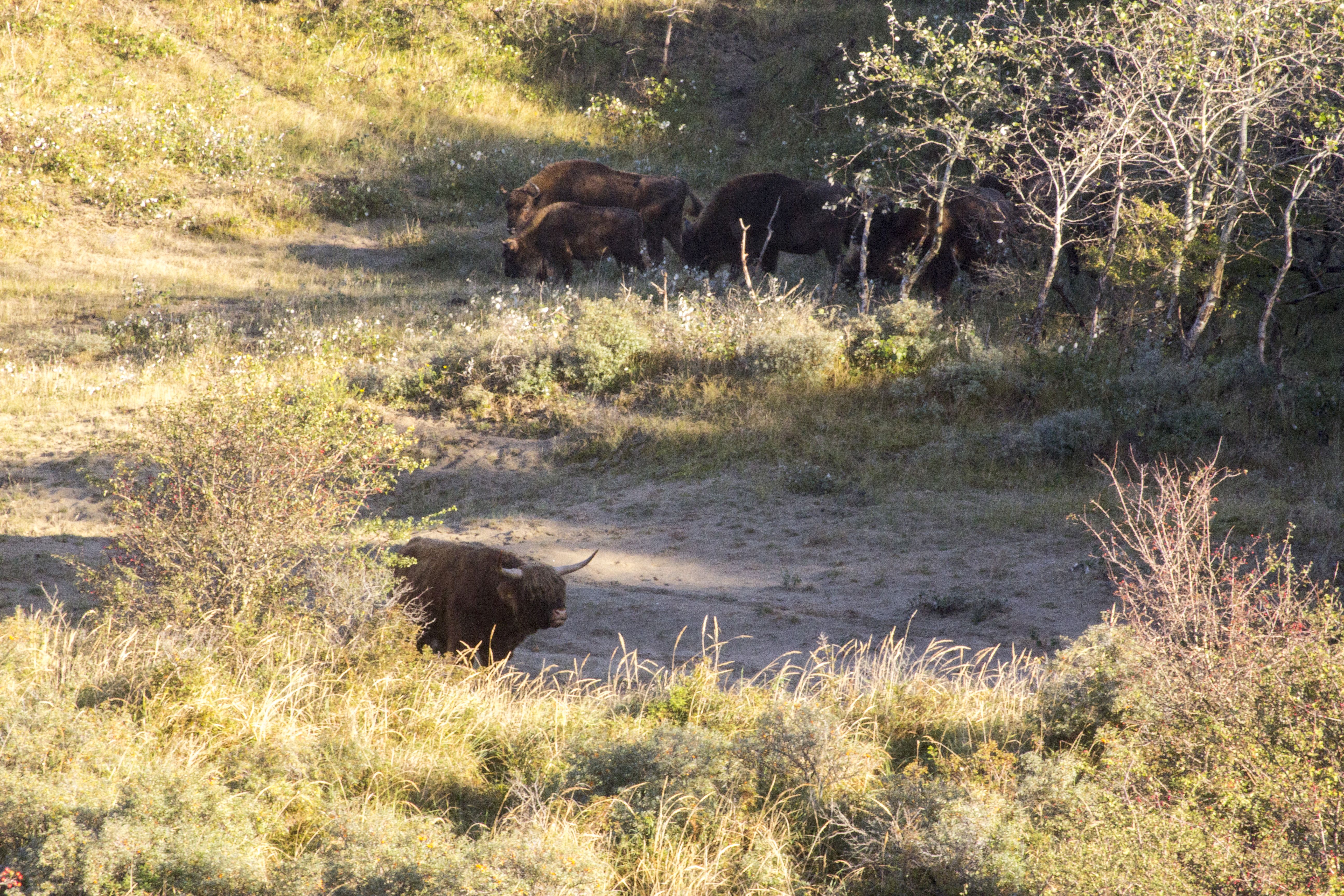 Schotse hooglander en wisenten. Foto: Dylan Haanappel