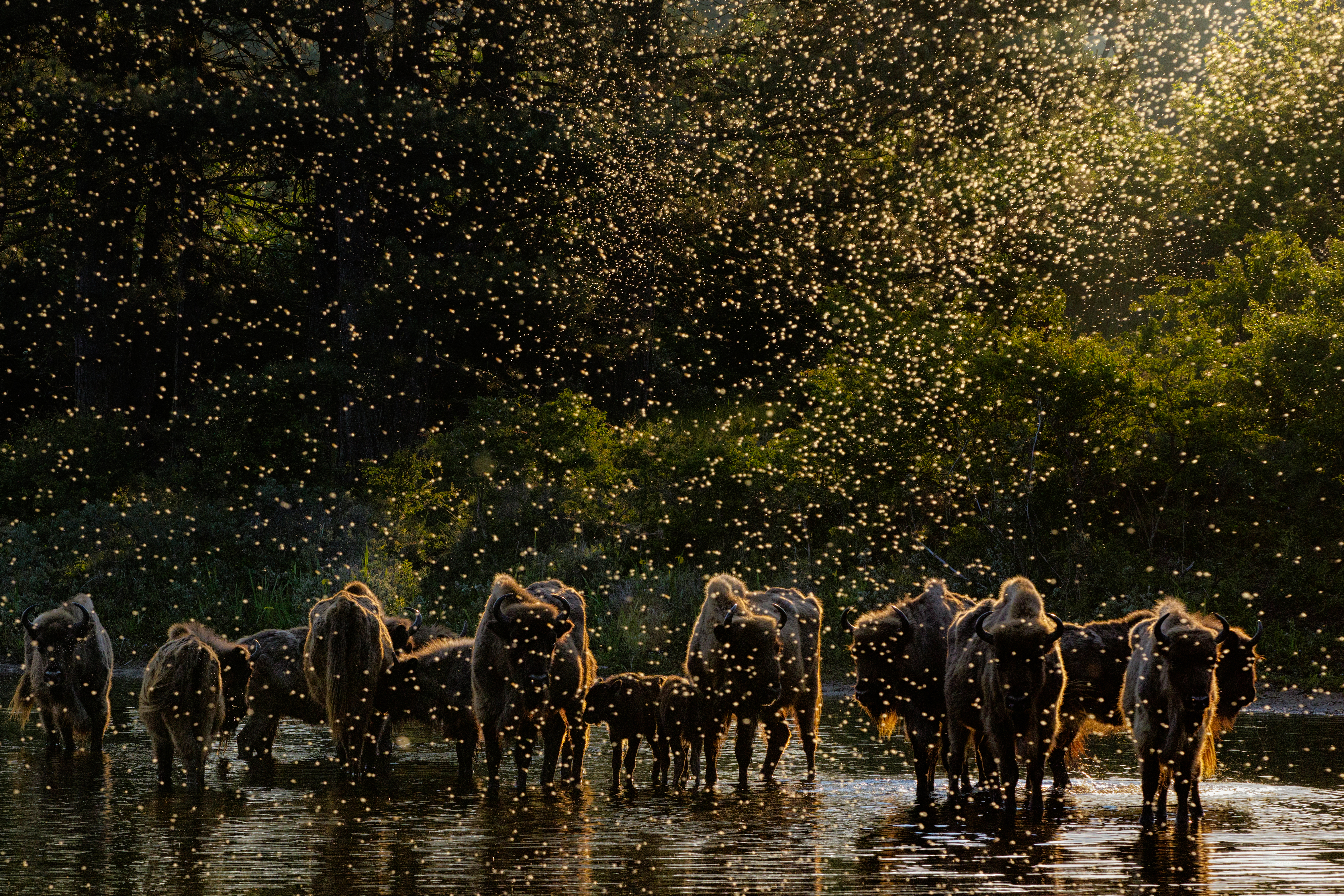 'Dawn of the Bison'. Foto: Jasper Doest