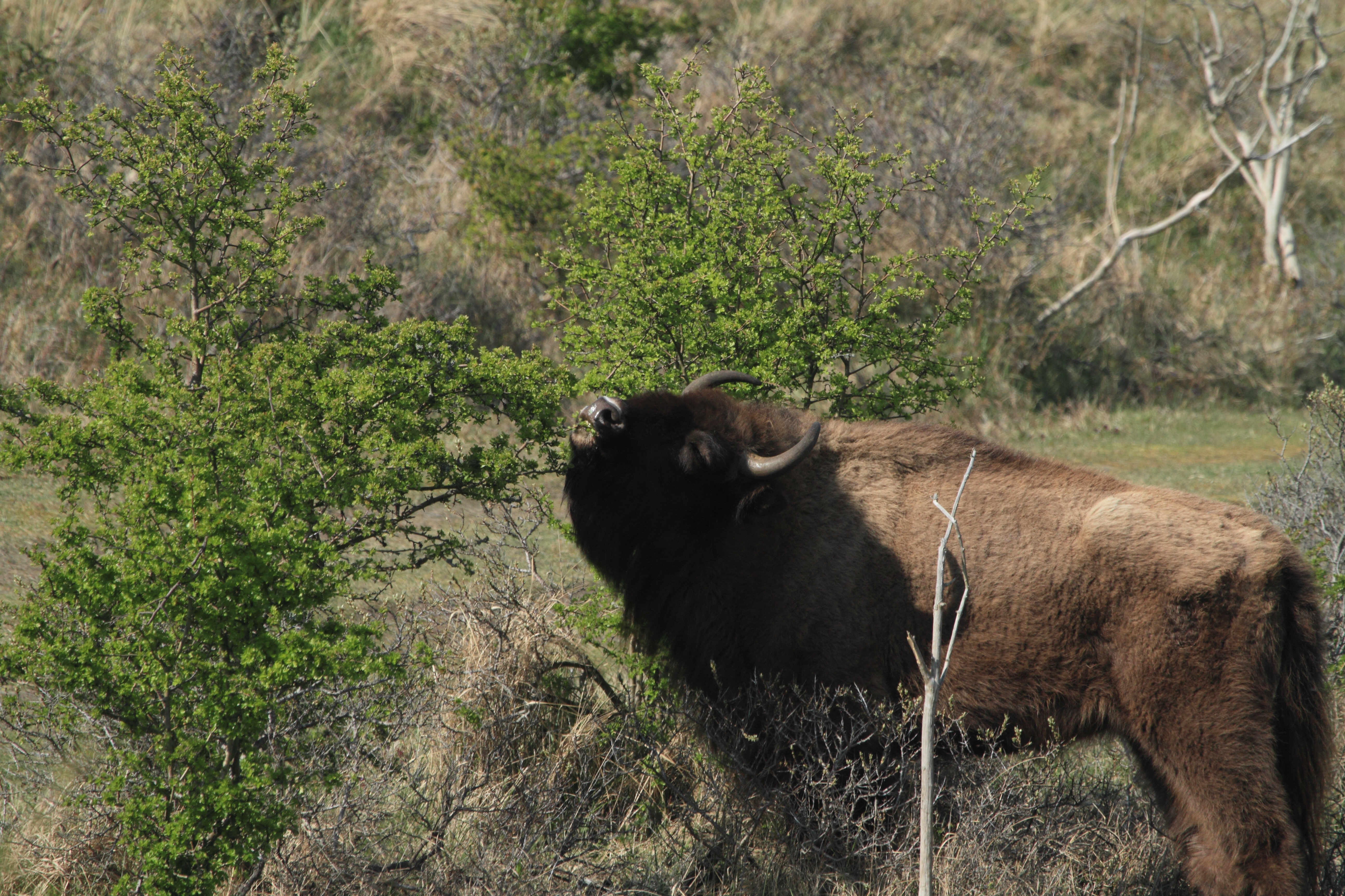 Wisent eet meidoornblad. Foto: Leo Linnartz