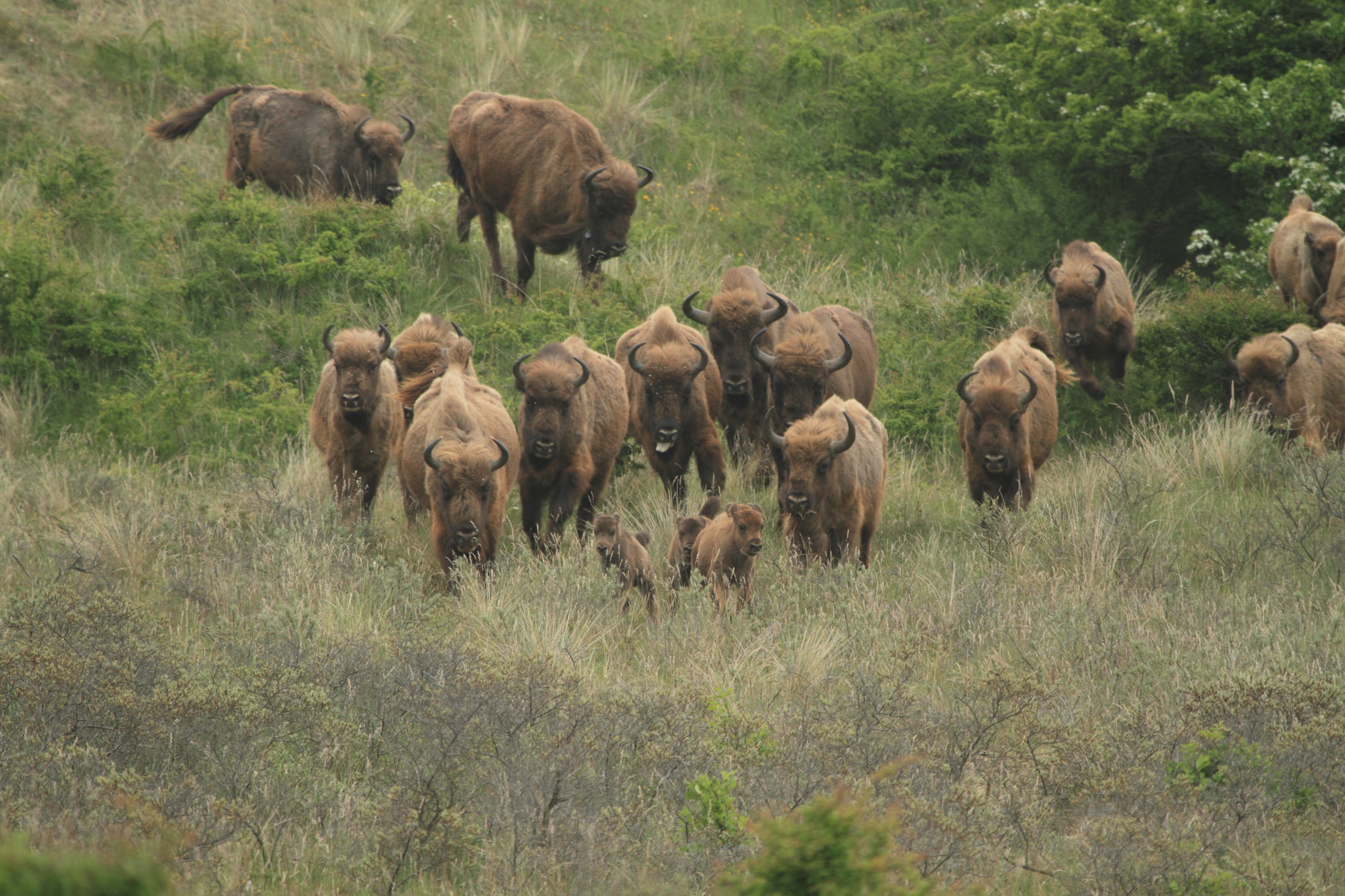Wisenten in het Kraansvlak