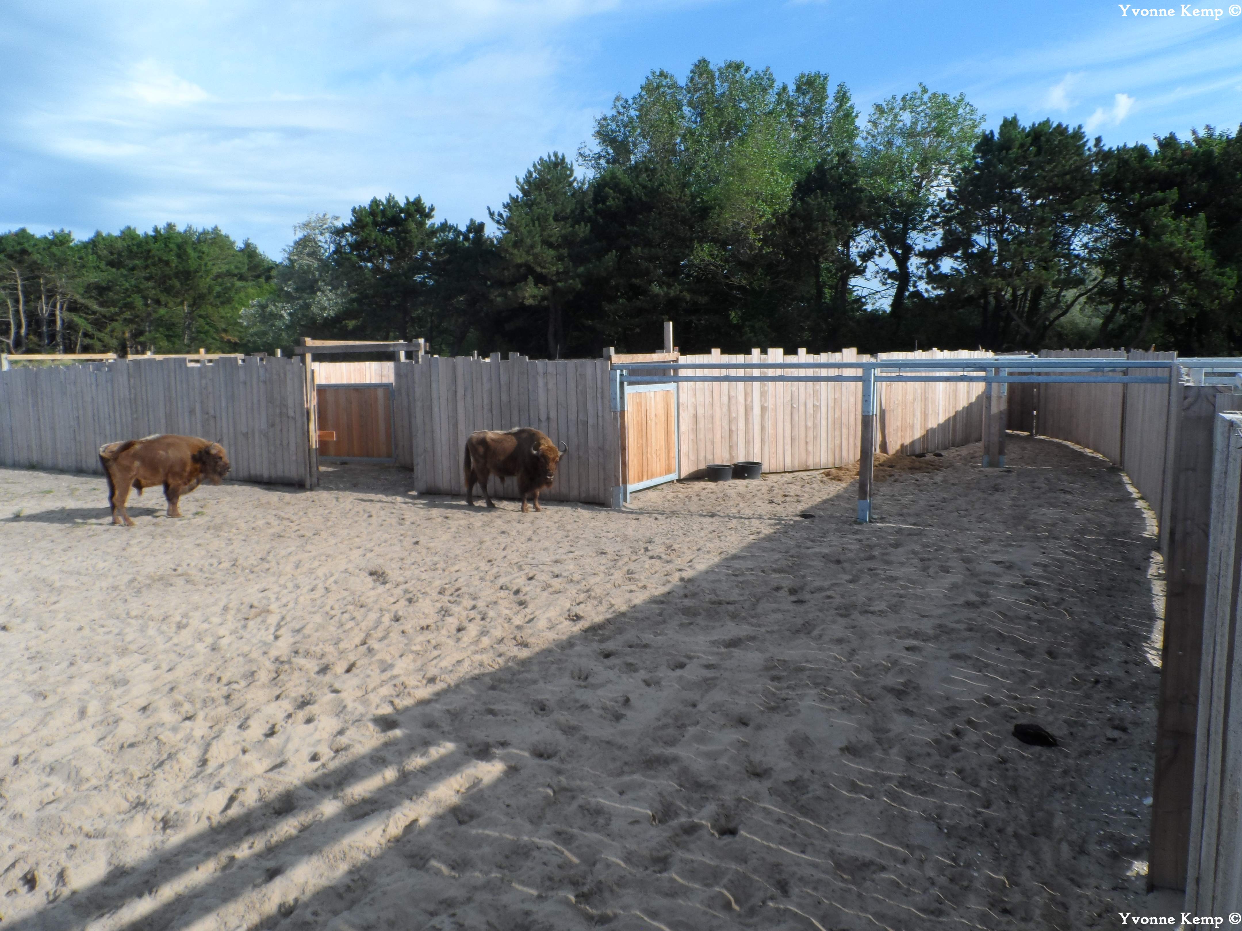 Wisenten in de kraal op het Kraansvlak