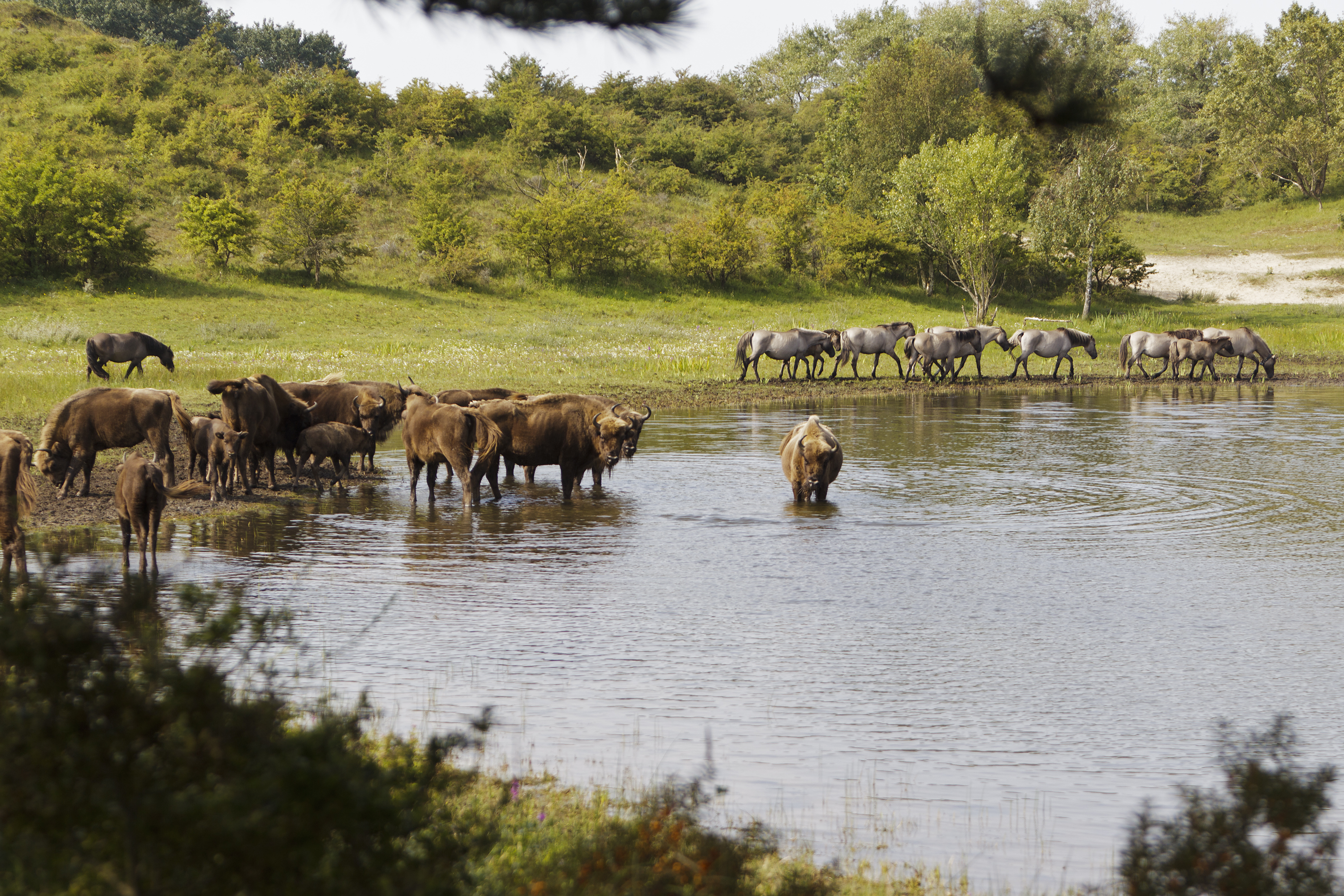 wisent en konik samen bij het water, foto: Ruud Maaskant, PWN