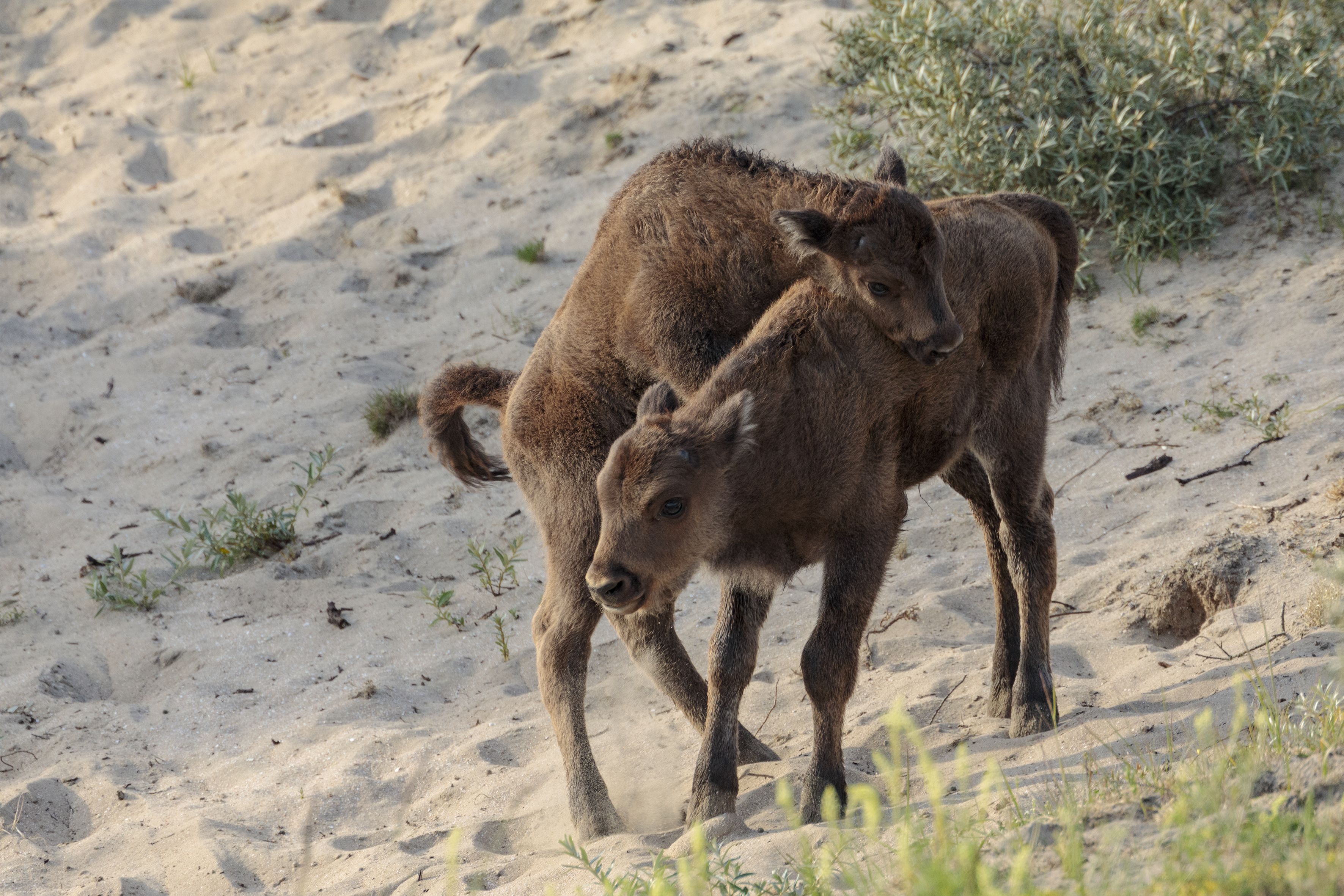 Kalfjes wisent Kraansvlak, foto: Ruud Maaskant