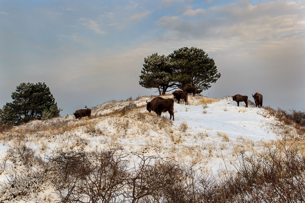 Wisenten in sneeuwlandschap. Foto: Ruud Maaskant