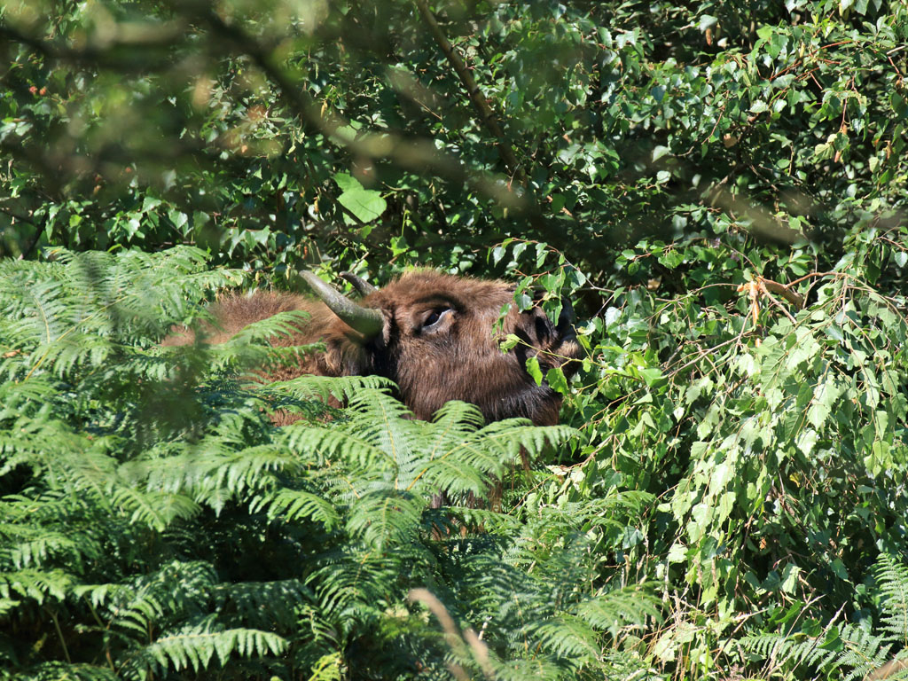  Wisent op de Slikken van de Heen. Foto: Esther Linnartz-Nieuwdorp