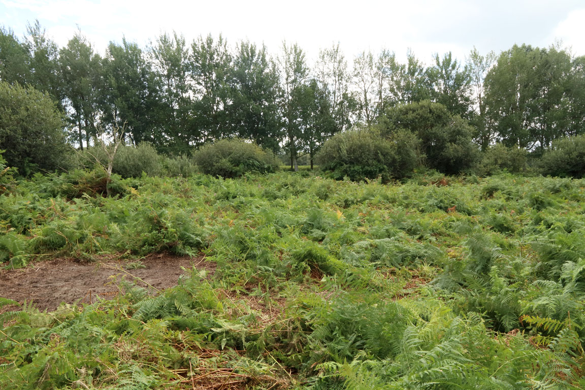 Zandbaden en ligplekken in de varenruigte. Foto: Leo Linnartz