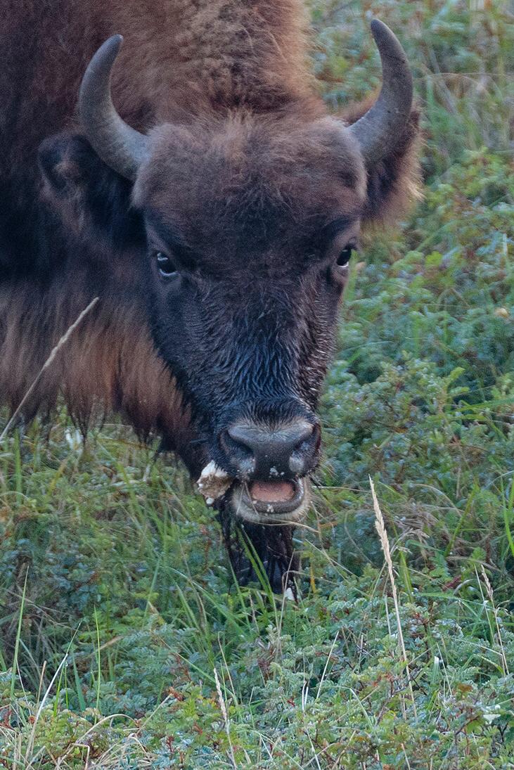 Paddenstoel etende wisent in het Kraansvlak. Foto: Ruud Maaskant, PWN
