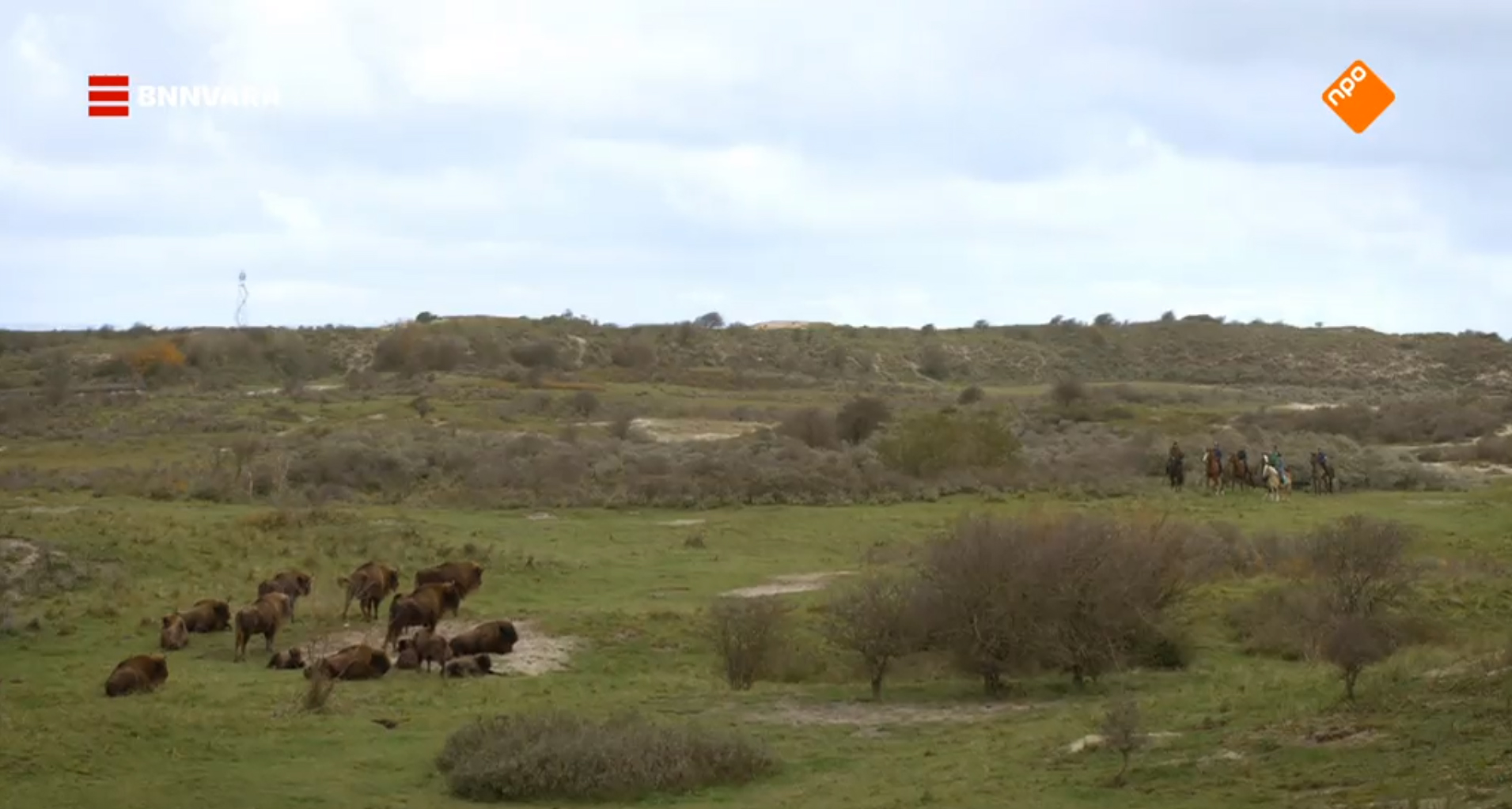 Vroege Vogels in het Kraansvlak
